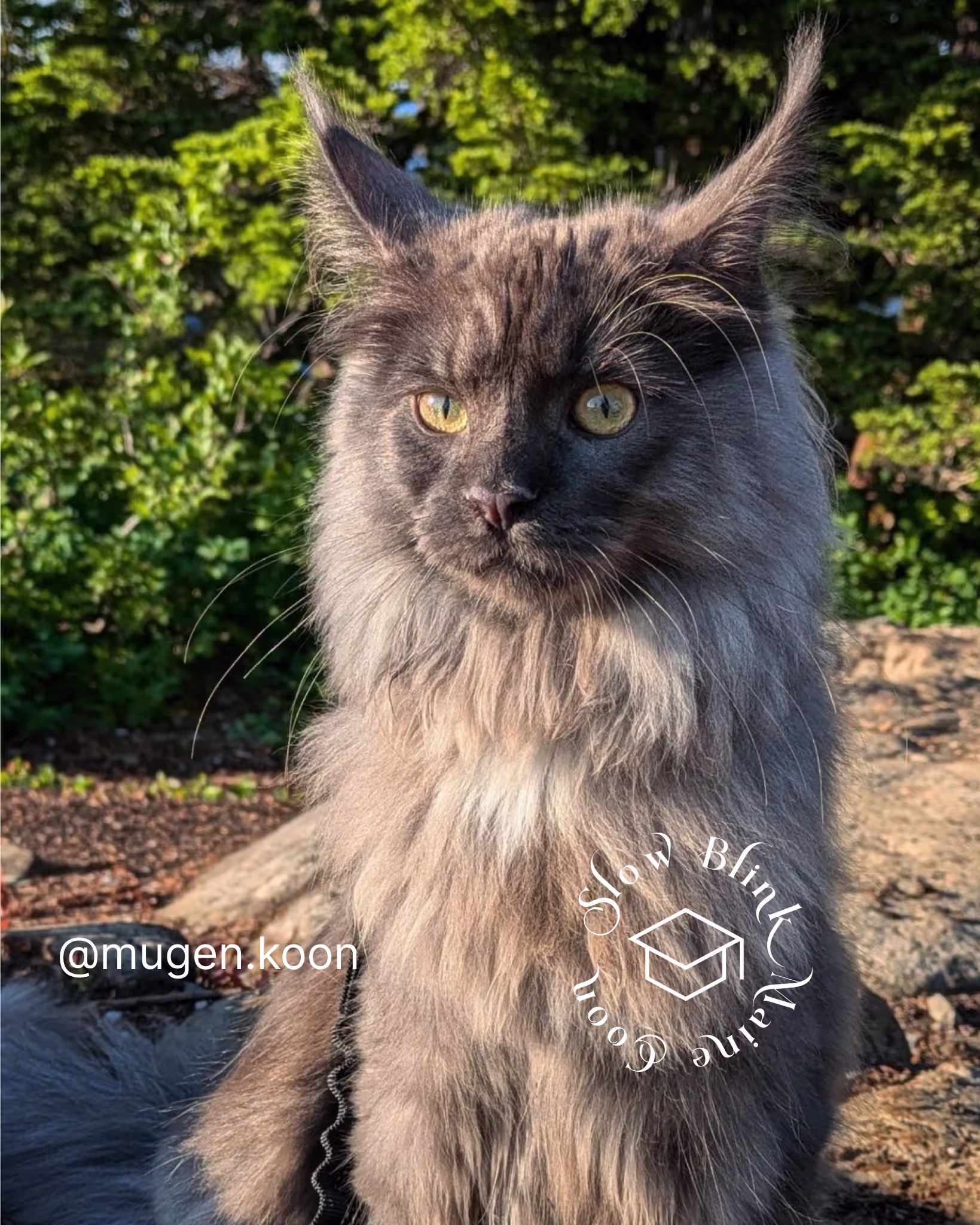 Customer Pictures of their Maine Coon Cats and Kittens who "Graduated" from SlowBlink MaineCoons > mugen.koon | blue smoke maine coon | male | ems code mco as | idx58