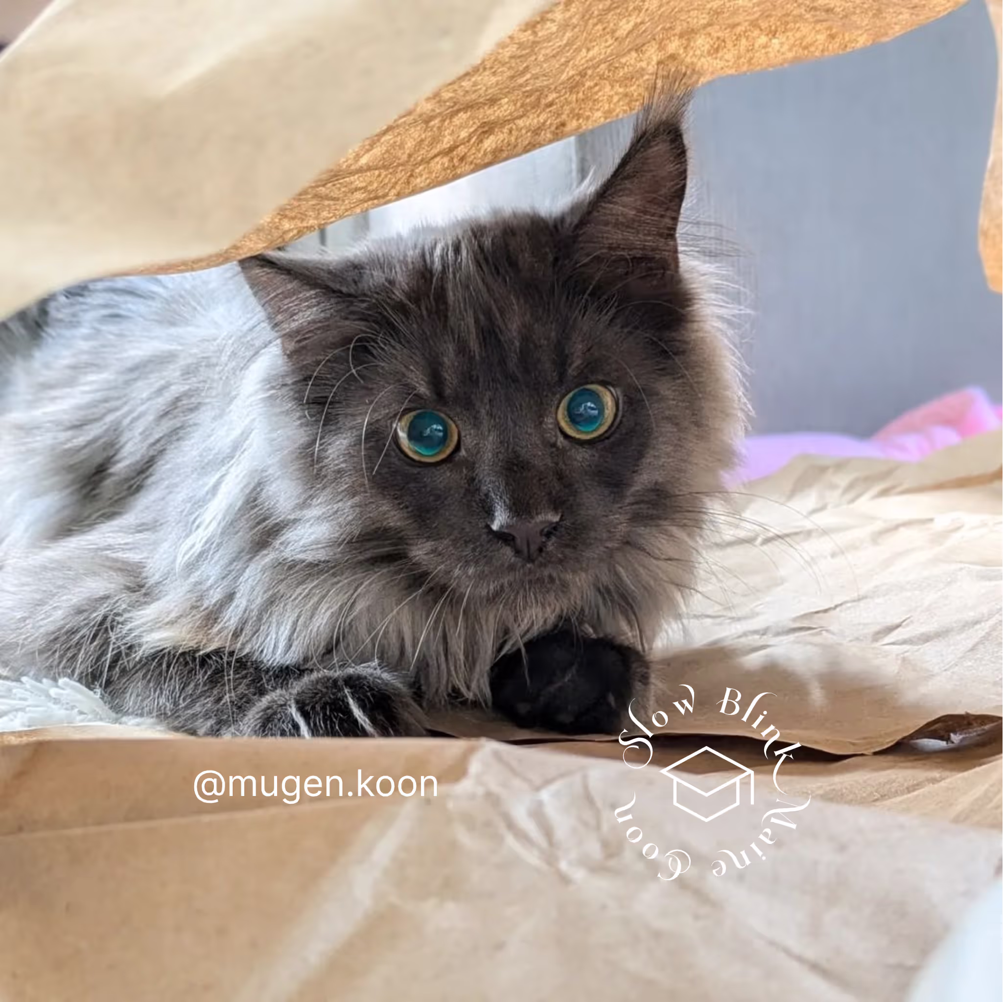 Customer Pictures of their Maine Coon Cats and Kittens who "Graduated" from SlowBlink MaineCoons > mugen.koon | blue smoke maine coon | male | ems code mco as | idx59