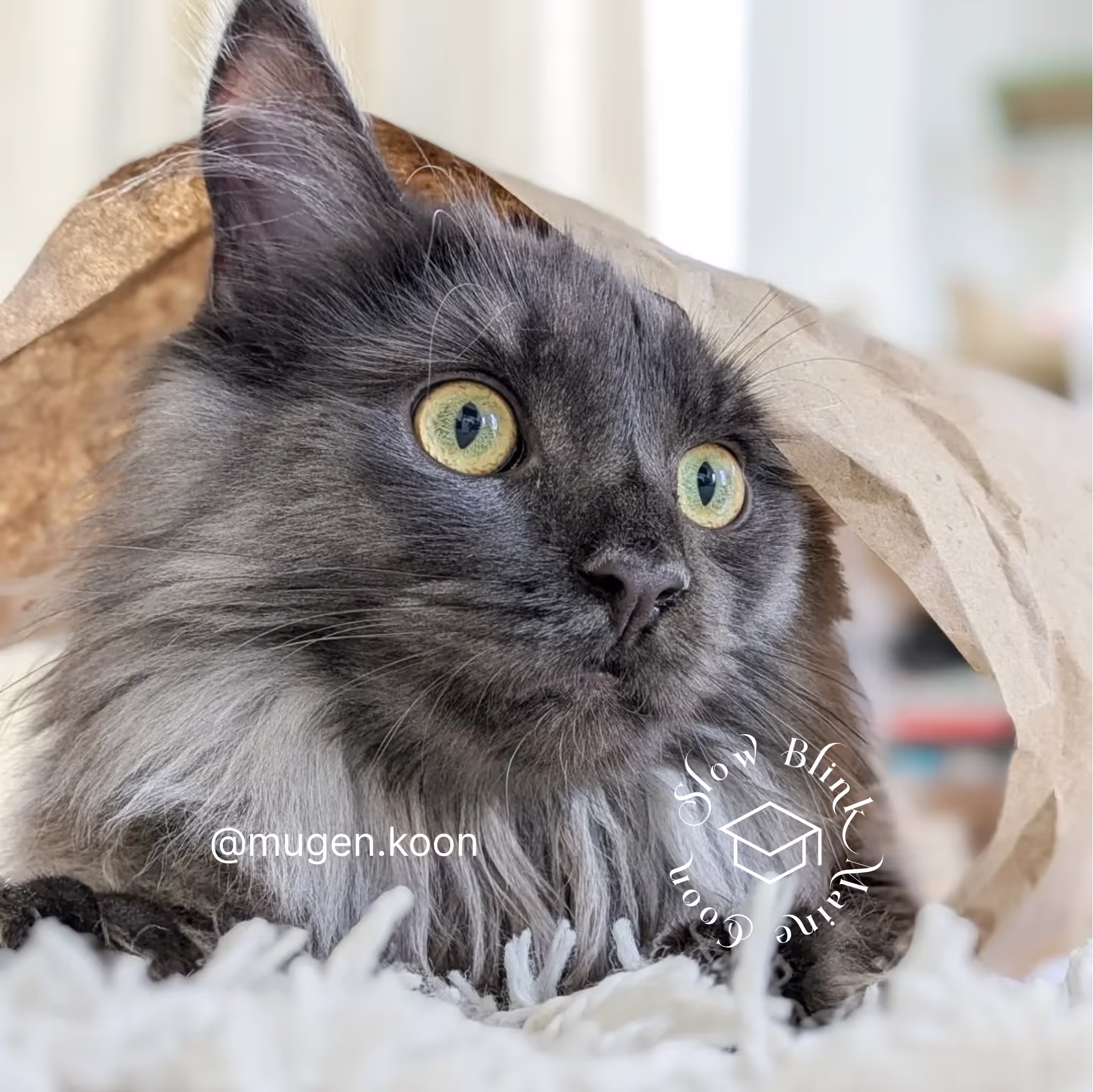 Customer Pictures of their Maine Coon Cats and Kittens who "Graduated" from SlowBlink MaineCoons > mugen.koon | blue smoke maine coon | male | ems code mco as | idx60