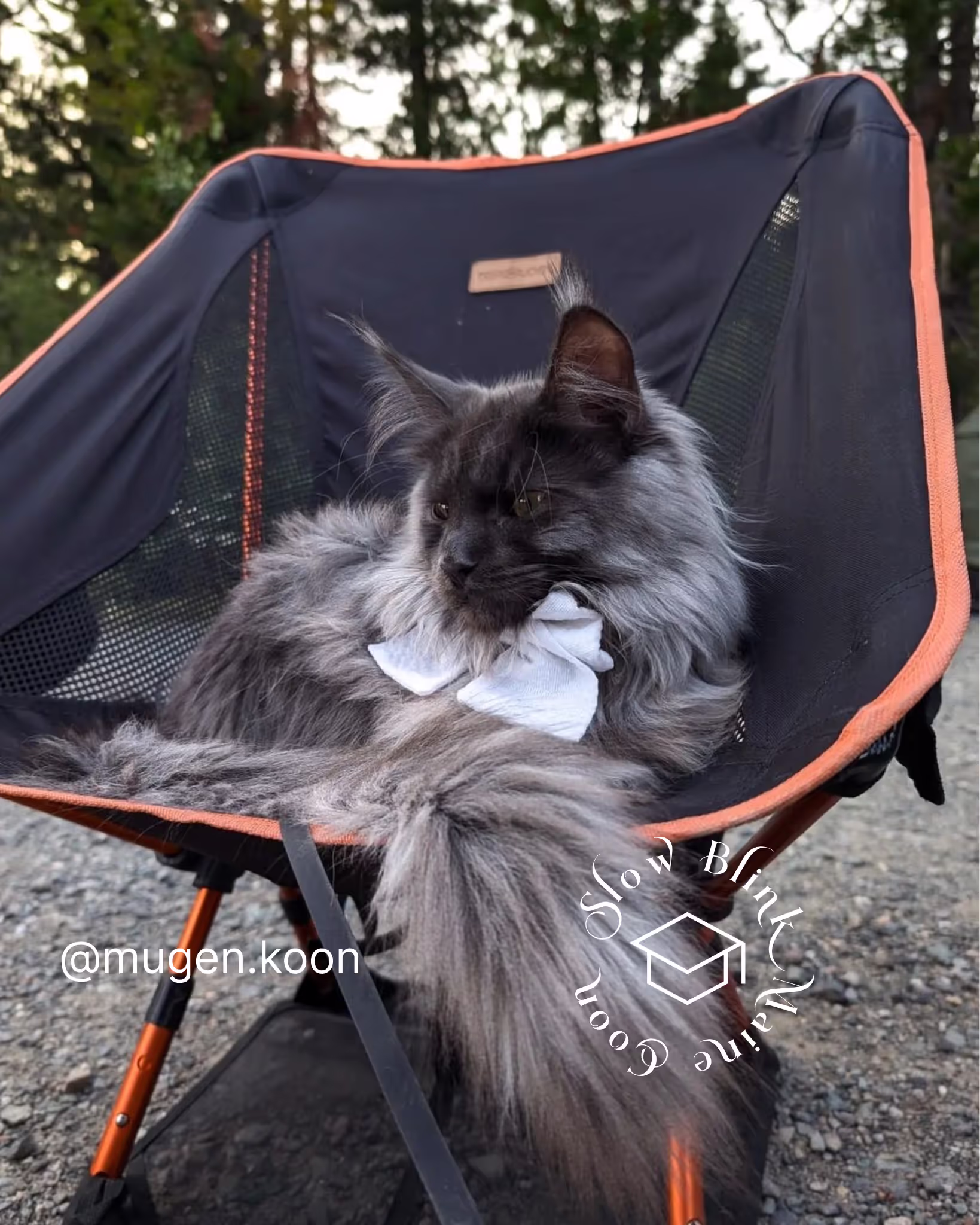 Customer Pictures of their Maine Coon Cats and Kittens who "Graduated" from SlowBlink MaineCoons > mugen.koon | blue smoke maine coon | male | ems code mco as | idx61
