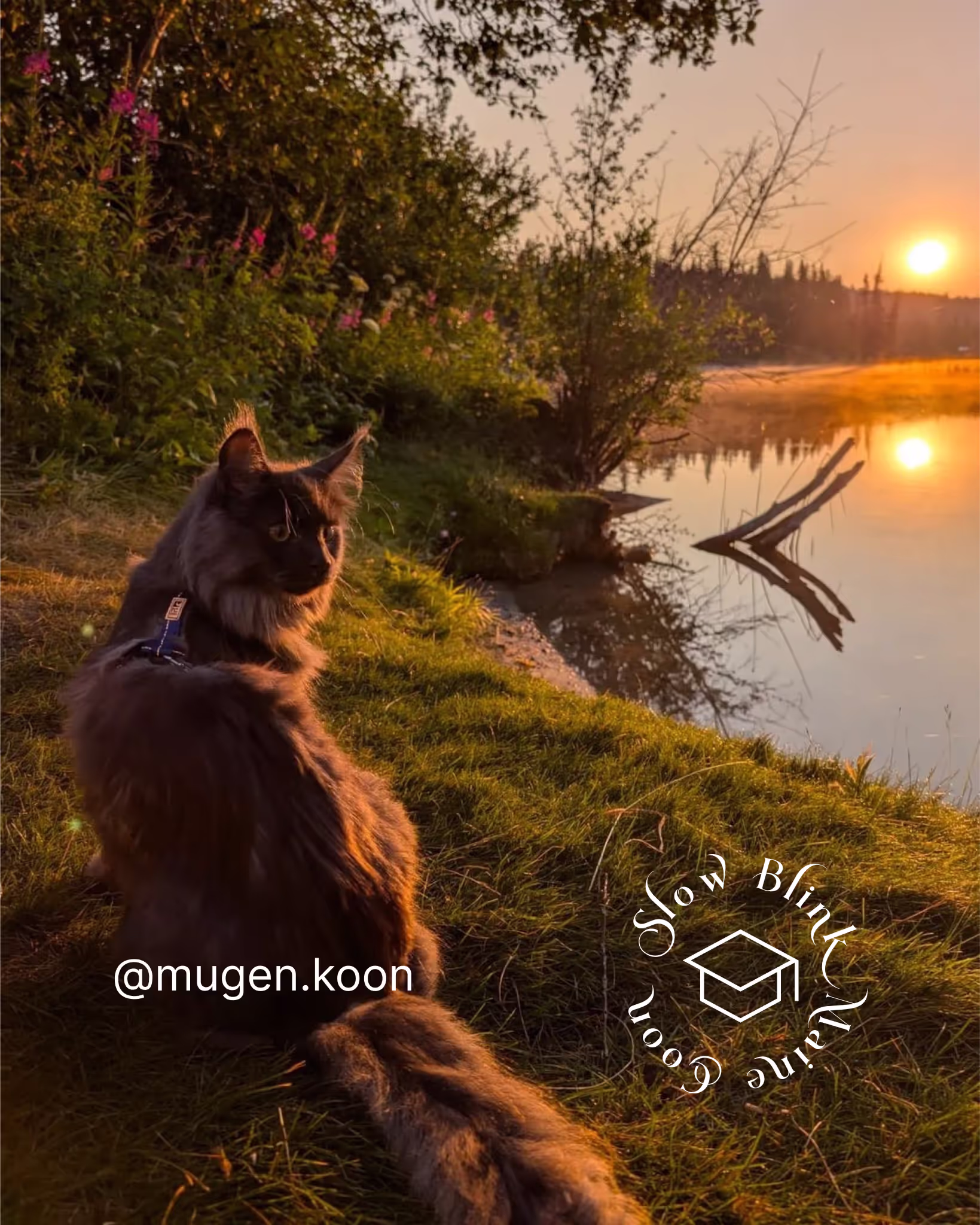 Customer Pictures of their Maine Coon Cats and Kittens who "Graduated" from SlowBlink MaineCoons > mugen.koon | blue smoke maine coon | male | ems code mco as | idx62