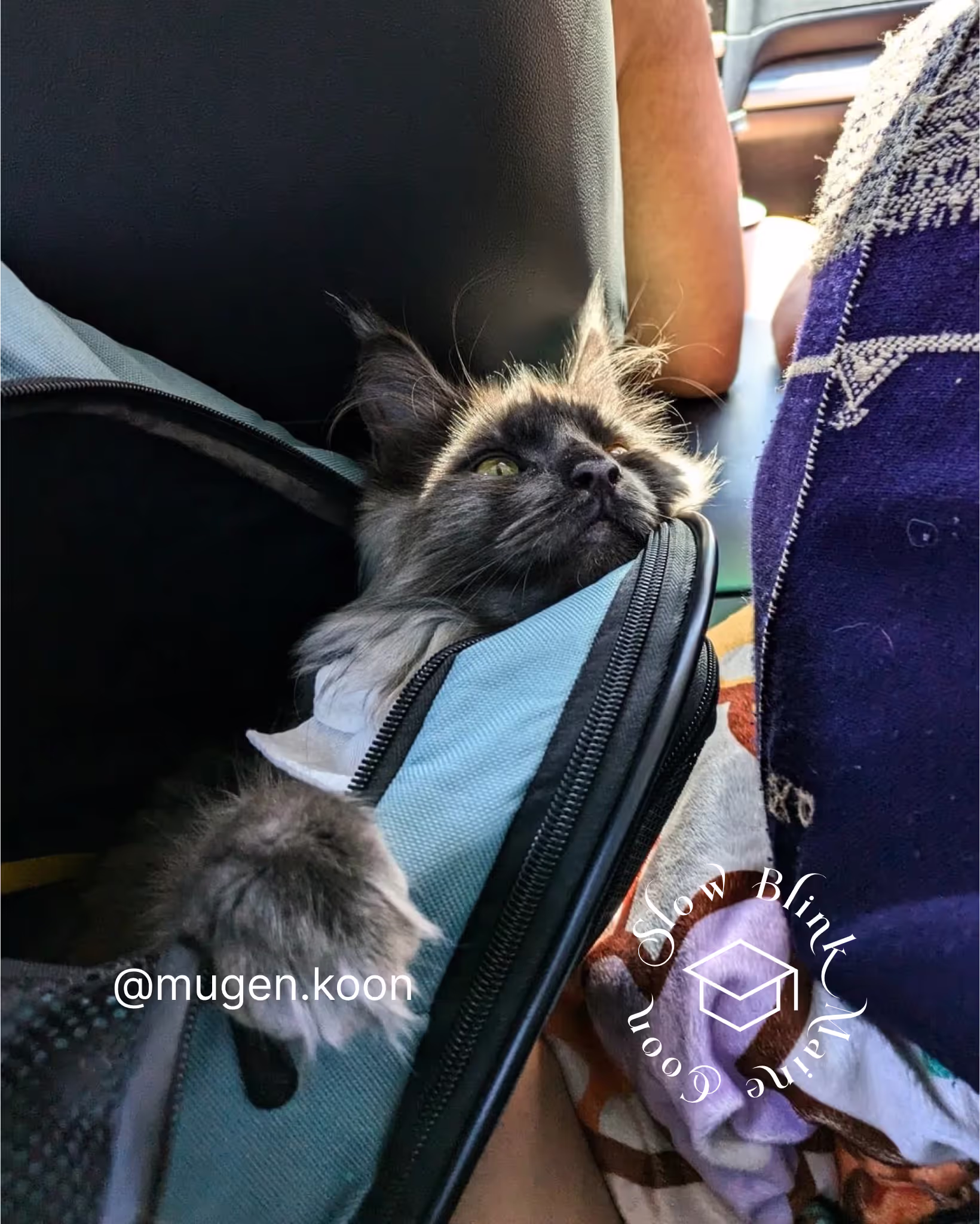 Customer Pictures of their Maine Coon Cats and Kittens who "Graduated" from SlowBlink MaineCoons > mugen.koon | blue smoke maine coon | male | ems code mco as | idx63