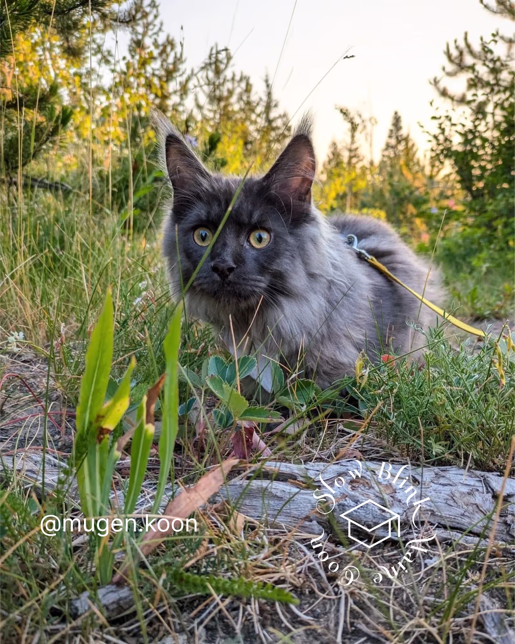 Customer Pictures of their Maine Coon Cats and Kittens who "Graduated" from SlowBlink MaineCoons > mugen.koon | blue smoke maine coon | male | ems code mco as | idx64