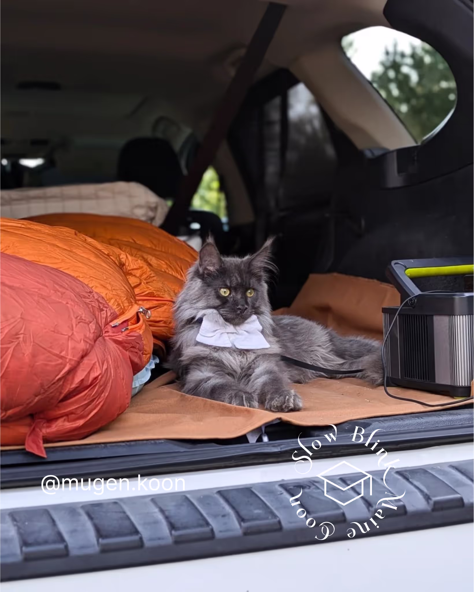 Customer Pictures of their Maine Coon Cats and Kittens who "Graduated" from SlowBlink MaineCoons > mugen.koon | blue smoke maine coon | male | ems code mco as | idx65