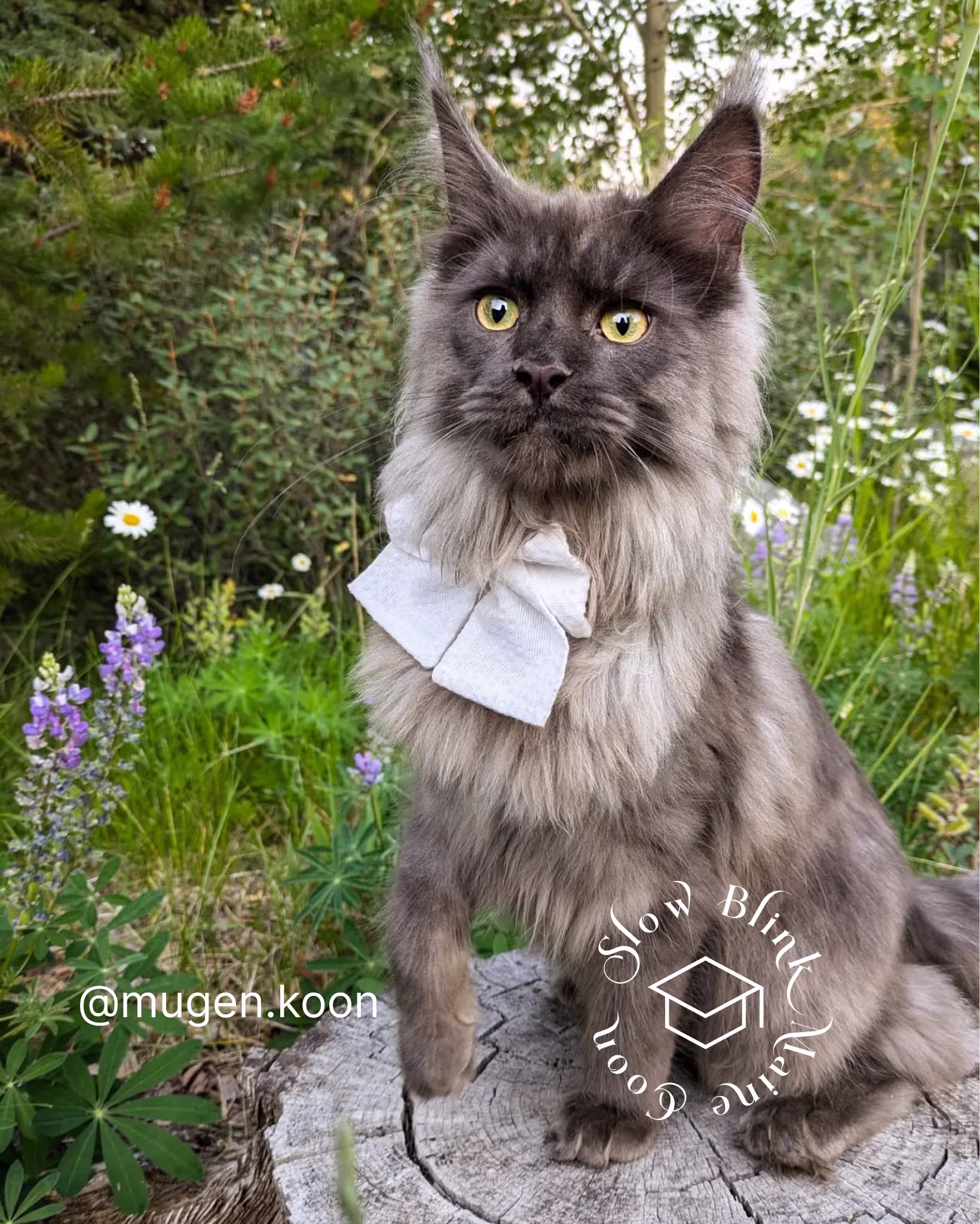 Customer Pictures of their Maine Coon Cats and Kittens who "Graduated" from SlowBlink MaineCoons > mugen.koon | blue smoke maine coon | male | ems code mco as | idx66