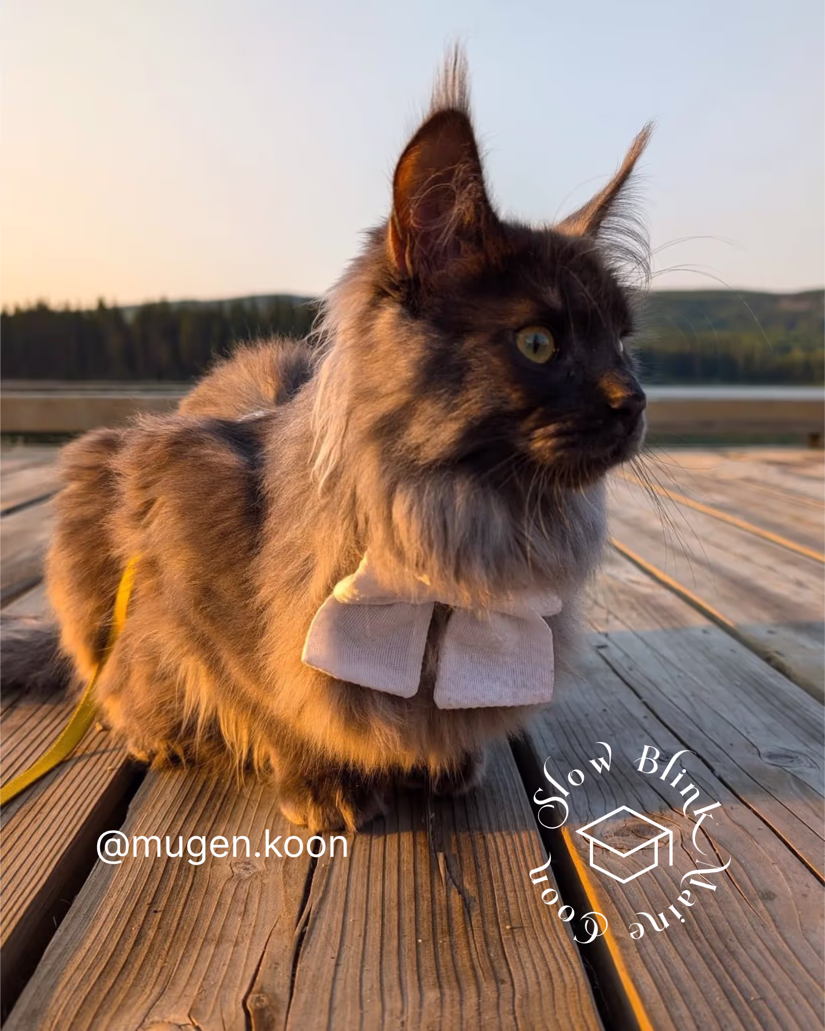 Customer Pictures of their Maine Coon Cats and Kittens who "Graduated" from SlowBlink MaineCoons > mugen.koon | blue smoke maine coon | male | ems code mco as | idx67