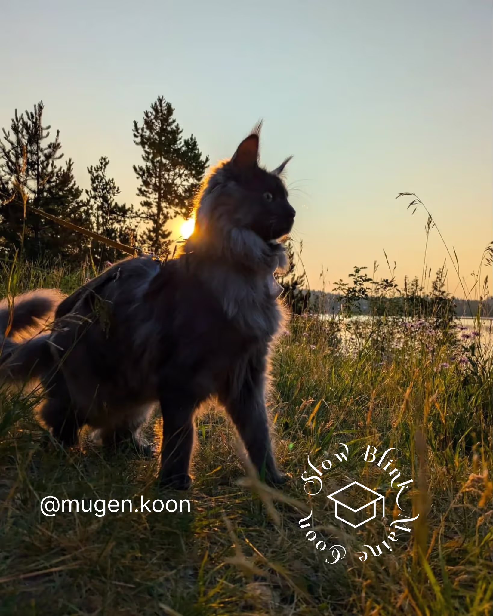 Customer Pictures of their Maine Coon Cats and Kittens who "Graduated" from SlowBlink MaineCoons > mugen.koon | blue smoke maine coon | male | ems code mco as | idx68