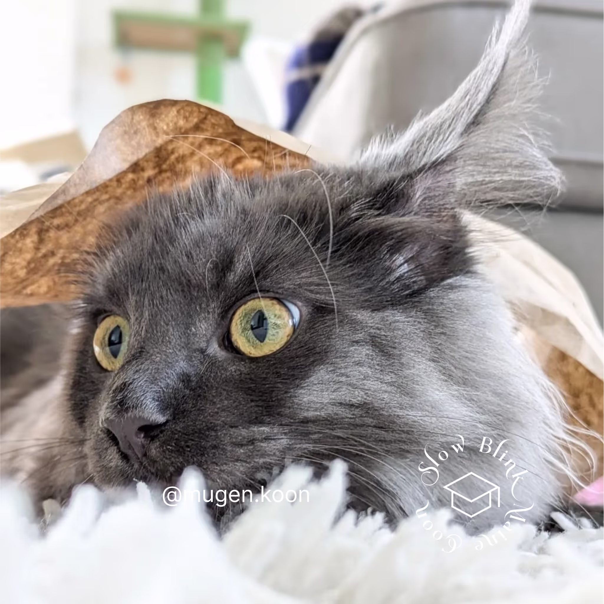 Customer Pictures of their Maine Coon Cats and Kittens who "Graduated" from SlowBlink MaineCoons > mugen.koon | blue smoke maine coon | male | ems code mco as | idx69