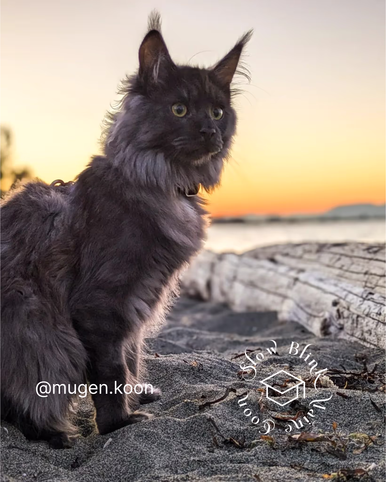 Customer Pictures of their Maine Coon Cats and Kittens who "Graduated" from SlowBlink MaineCoons > mugen.koon | blue smoke maine coon | male | ems code mco as | idx71