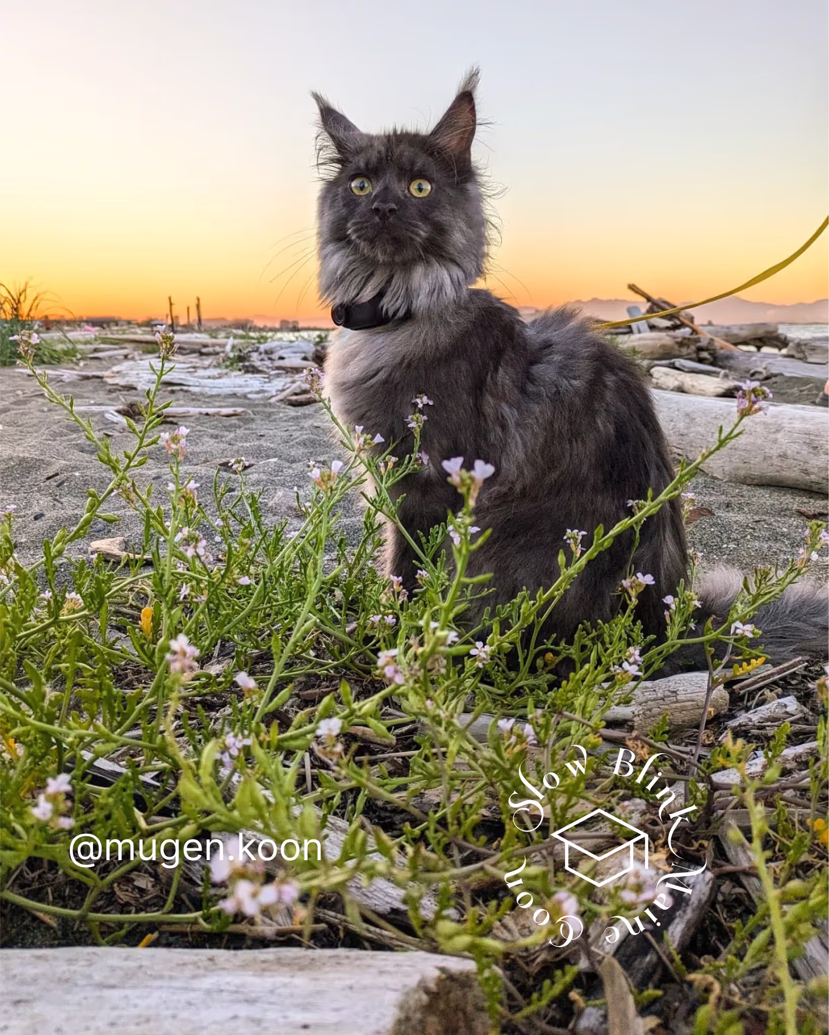 Customer Pictures of their Maine Coon Cats and Kittens who "Graduated" from SlowBlink MaineCoons > mugen.koon | blue smoke maine coon | male | ems code mco as | idx72