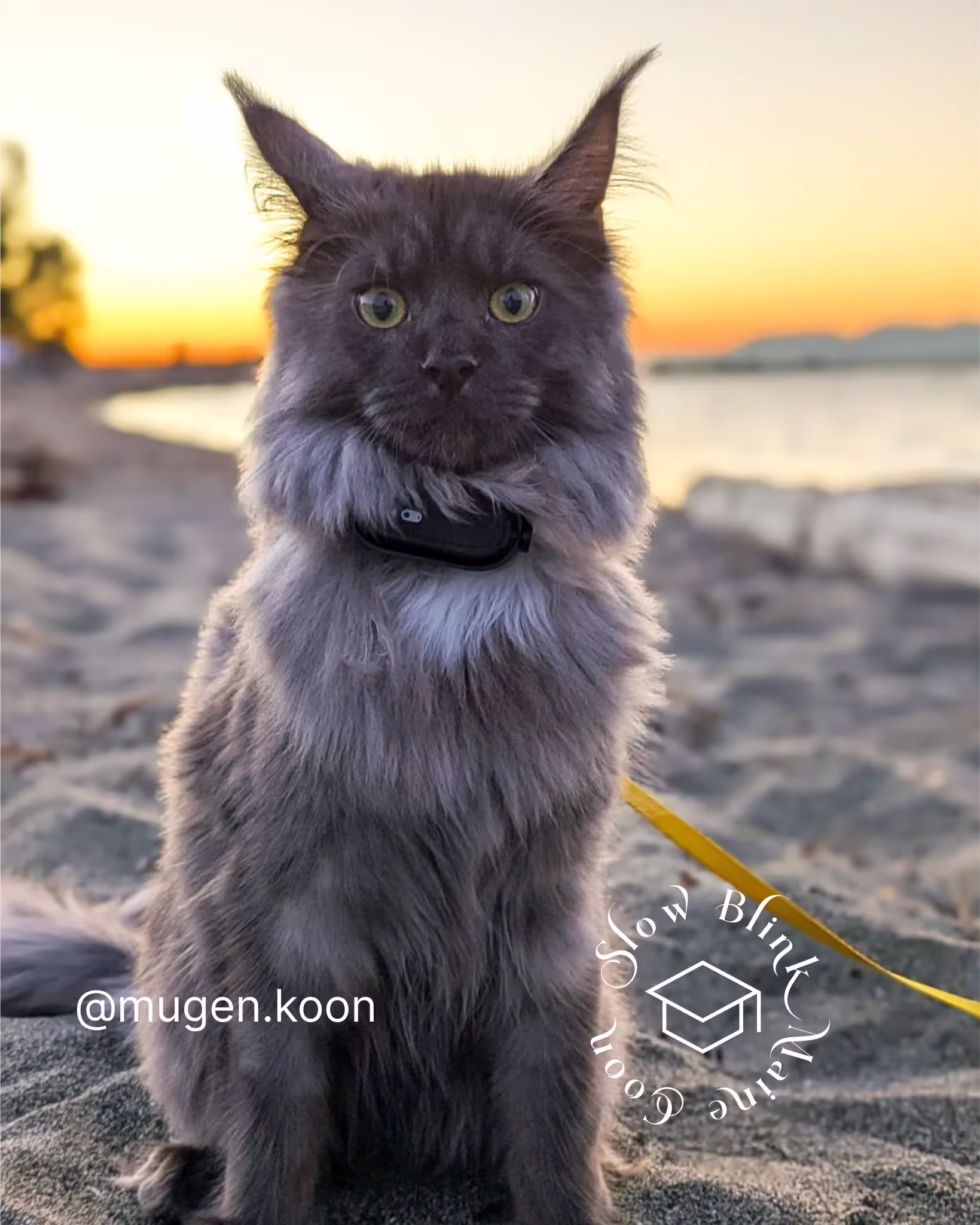 Customer Pictures of their Maine Coon Cats and Kittens who "Graduated" from SlowBlink MaineCoons > mugen.koon | blue smoke maine coon | male | ems code mco as | idx73