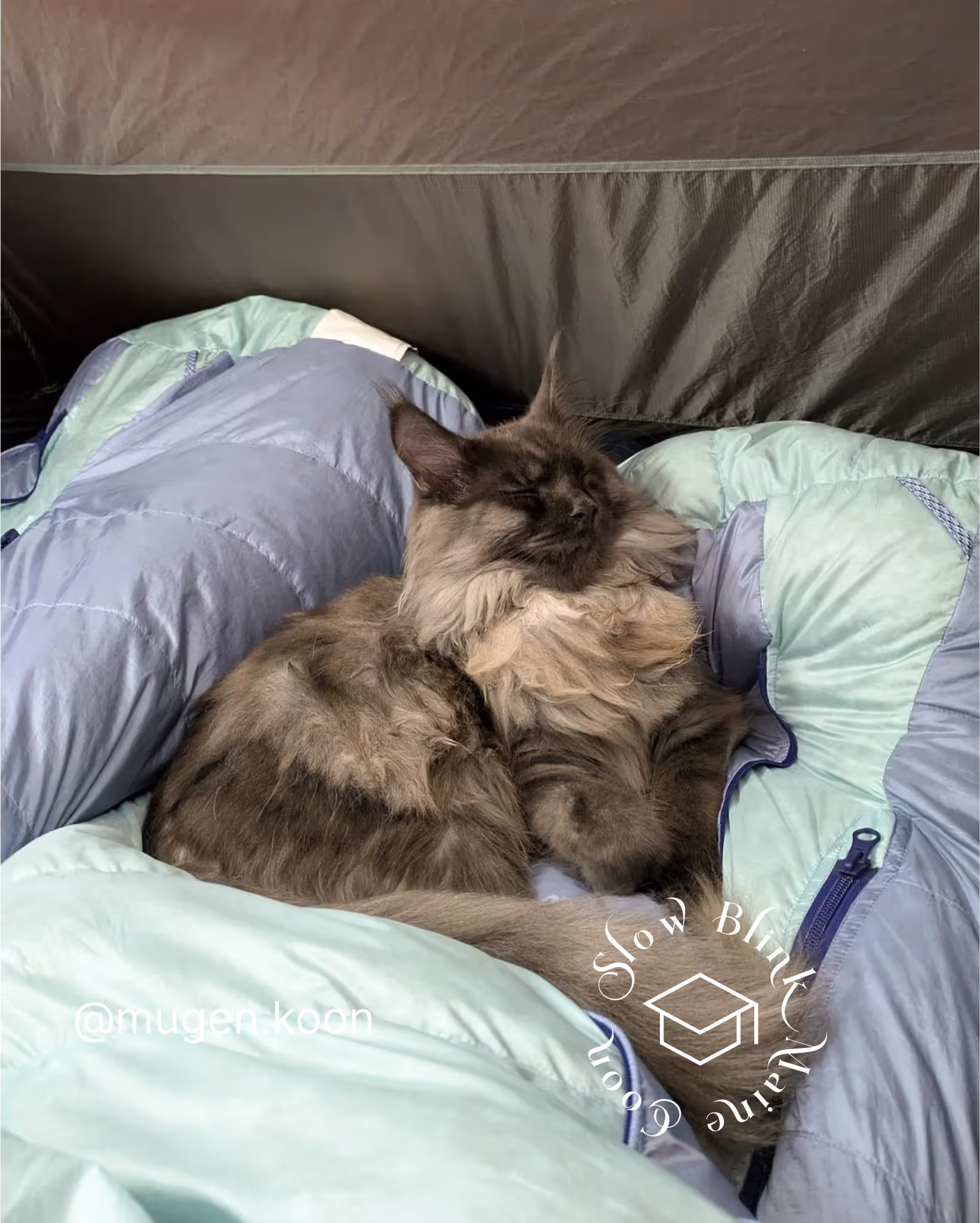 Customer Pictures of their Maine Coon Cats and Kittens who "Graduated" from SlowBlink MaineCoons > mugen.koon | blue smoke maine coon | male | ems code mco as | idx74