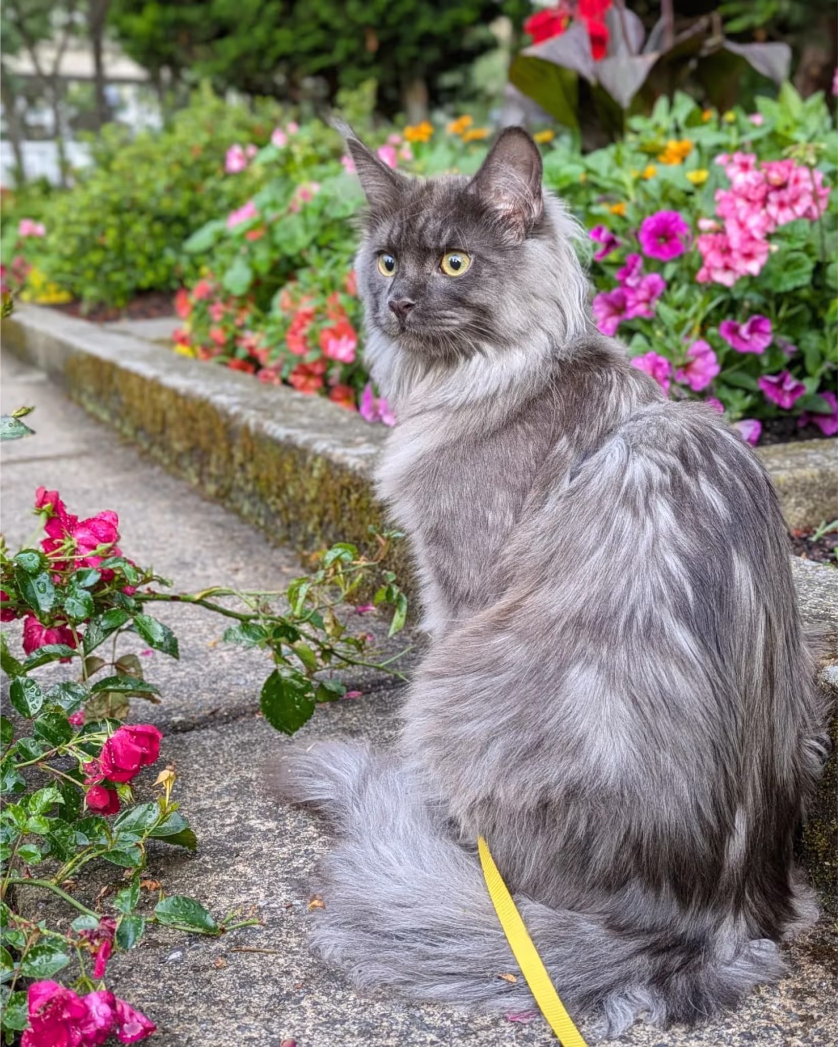 Customer Pictures of their Maine Coon Cats and Kittens who "Graduated" from SlowBlink MaineCoons > mugen.koon | blue smoke maine coon | male | ems code mco as | idx75