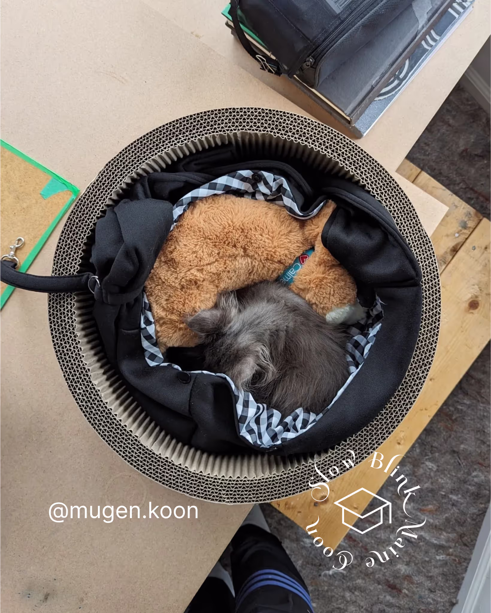 Customer Pictures of their Maine Coon Cats and Kittens who "Graduated" from SlowBlink MaineCoons > mugen.koon | blue smoke maine coon | male | ems code mco as | idx76