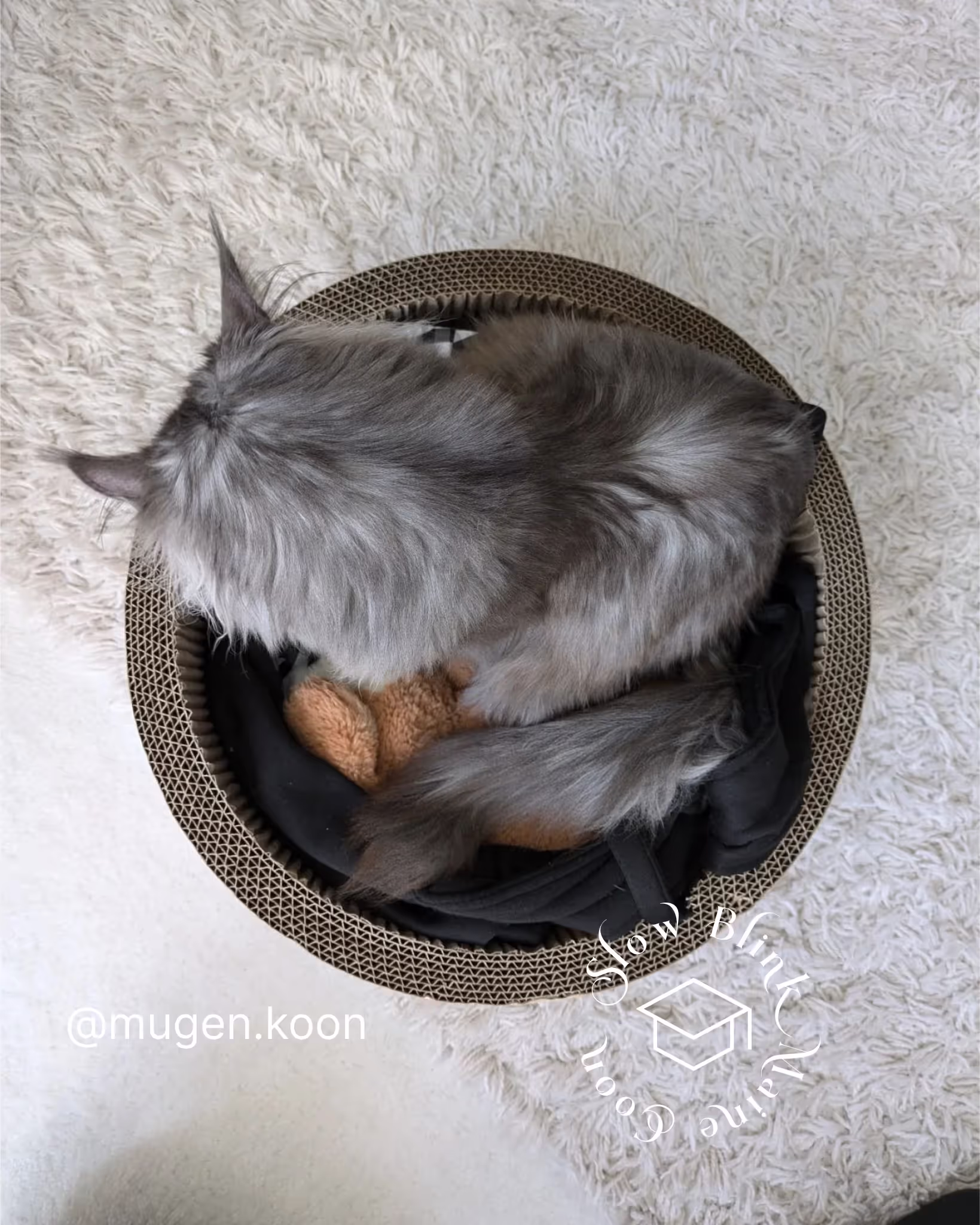 Customer Pictures of their Maine Coon Cats and Kittens who "Graduated" from SlowBlink MaineCoons > mugen.koon | blue smoke maine coon | male | ems code mco as | idx77