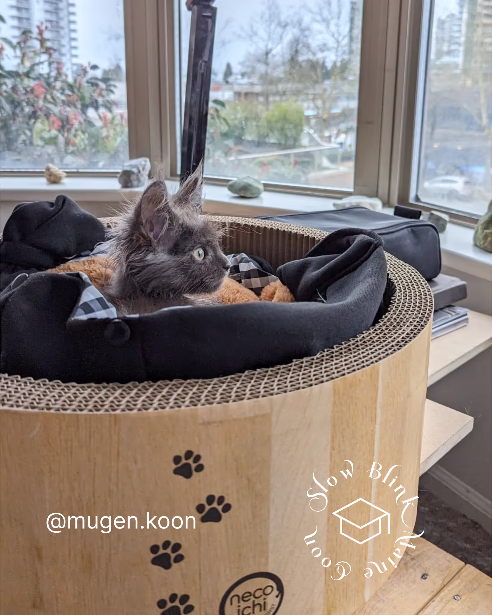 Customer Pictures of their Maine Coon Cats and Kittens who "Graduated" from SlowBlink MaineCoons > mugen.koon | blue smoke maine coon | male | ems code mco as | idx78