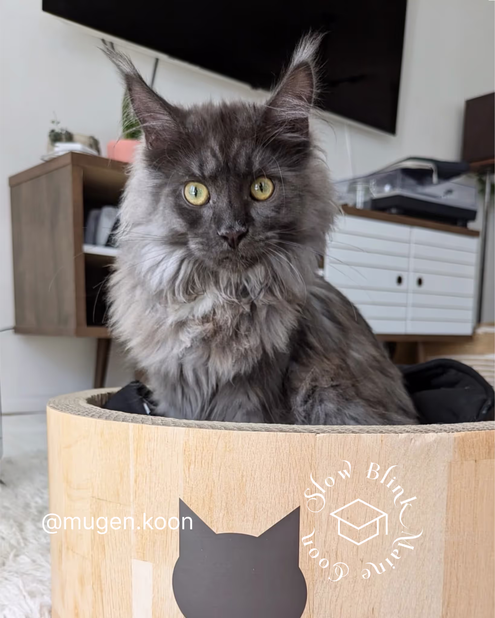 Customer Pictures of their Maine Coon Cats and Kittens who "Graduated" from SlowBlink MaineCoons > mugen.koon | blue smoke maine coon | male | ems code mco as | idx79