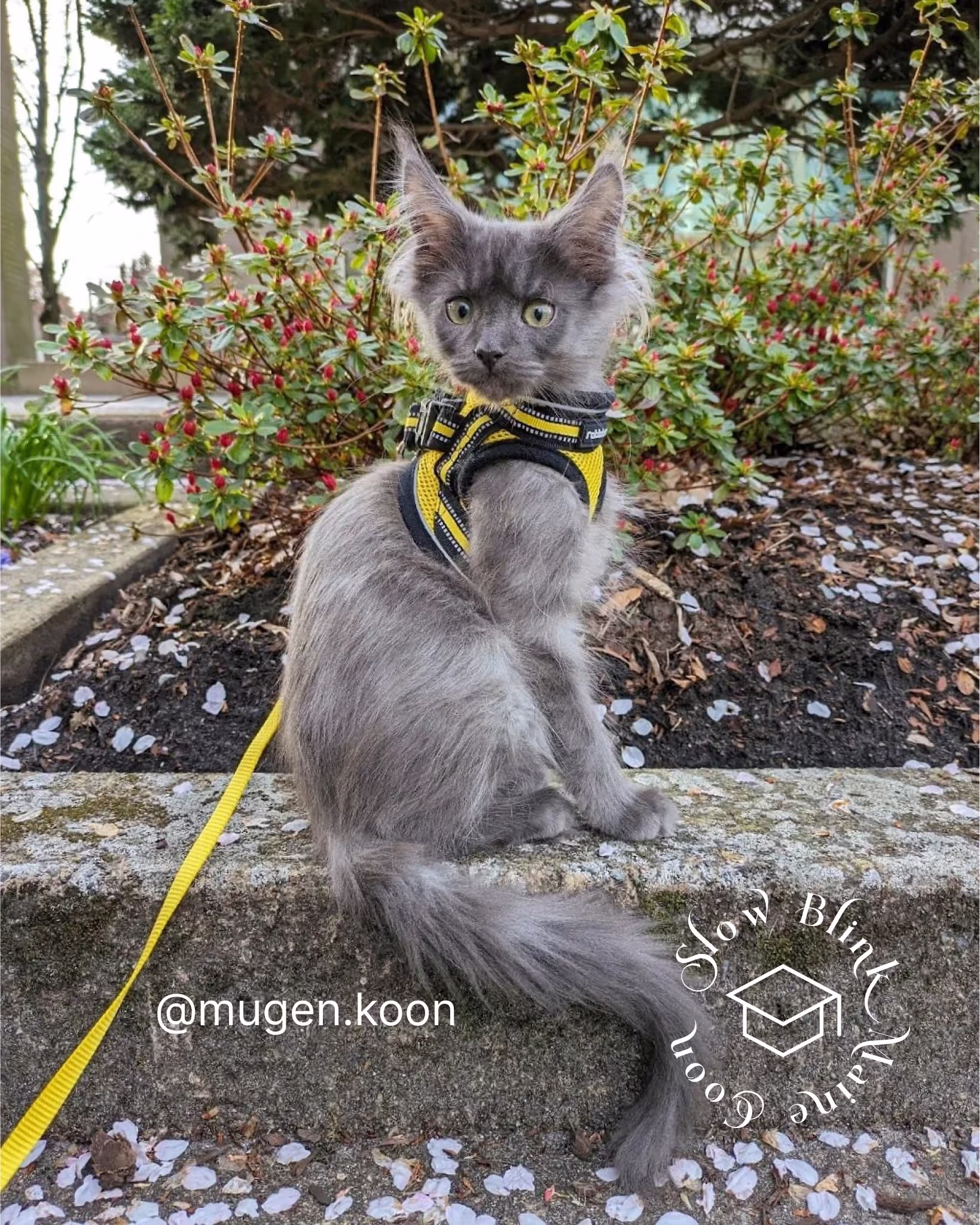 Customer Pictures of their Maine Coon Cats and Kittens who "Graduated" from SlowBlink MaineCoons > mugen.koon | blue smoke maine coon | male | ems code mco as | idx80