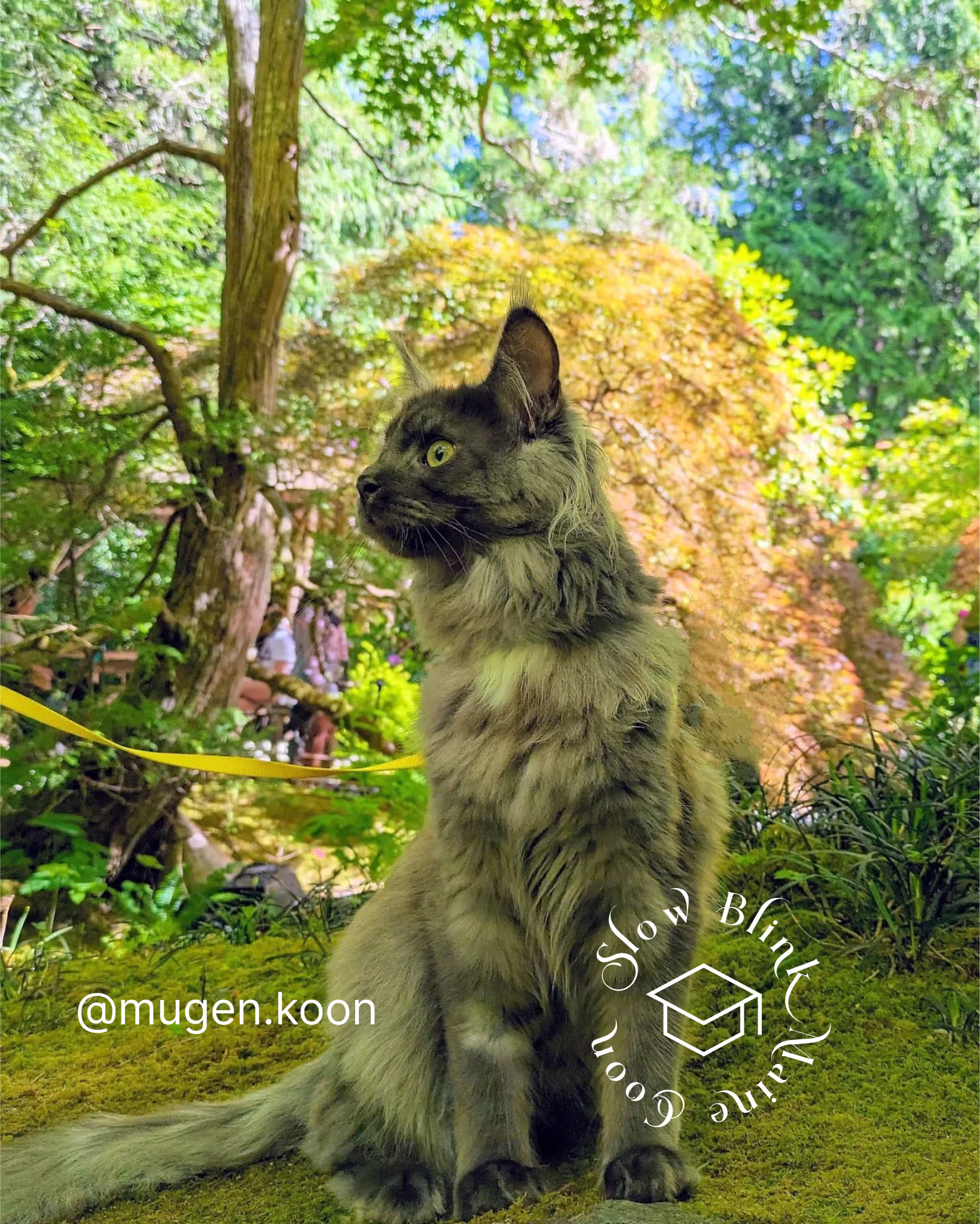 Customer Pictures of their Maine Coon Cats and Kittens who "Graduated" from SlowBlink MaineCoons > mugen.koon | blue smoke maine coon | male | ems code mco as | idx81