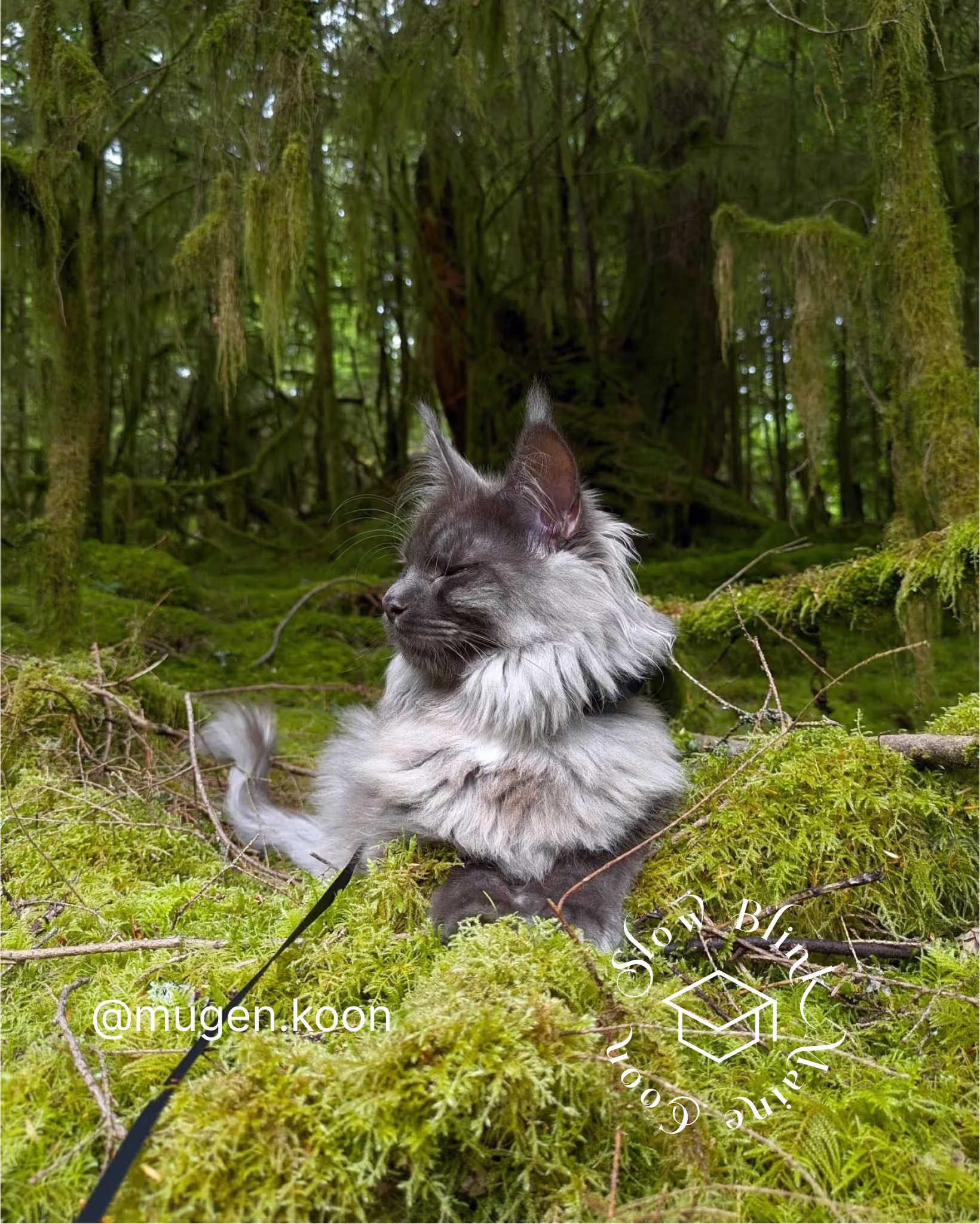 Customer Pictures of their Maine Coon Cats and Kittens who "Graduated" from SlowBlink MaineCoons > mugen.koon | blue smoke maine coon | male | ems code mco as | idx82