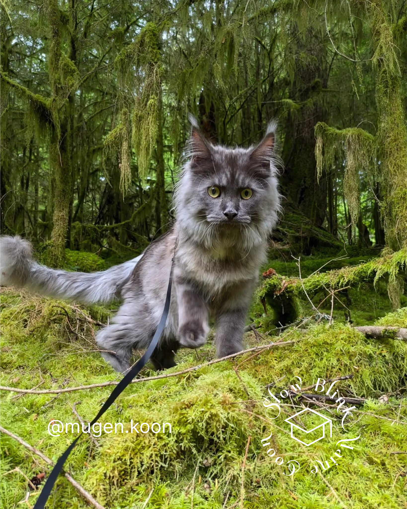 Customer Pictures of their Maine Coon Cats and Kittens who "Graduated" from SlowBlink MaineCoons > mugen.koon | blue smoke maine coon | male | ems code mco as | idx84