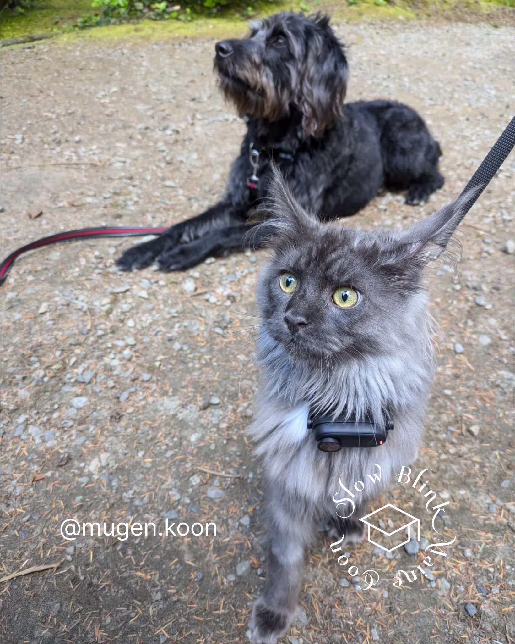 Customer Pictures of their Maine Coon Cats and Kittens who "Graduated" from SlowBlink MaineCoons > mugen.koon | blue smoke maine coon | male | ems code mco as | idx85