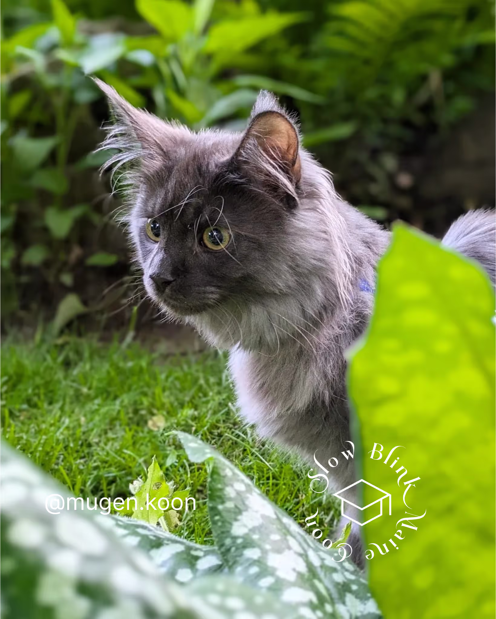 Customer Pictures of their Maine Coon Cats and Kittens who "Graduated" from SlowBlink MaineCoons > mugen.koon | blue smoke maine coon | male | ems code mco as | idx87