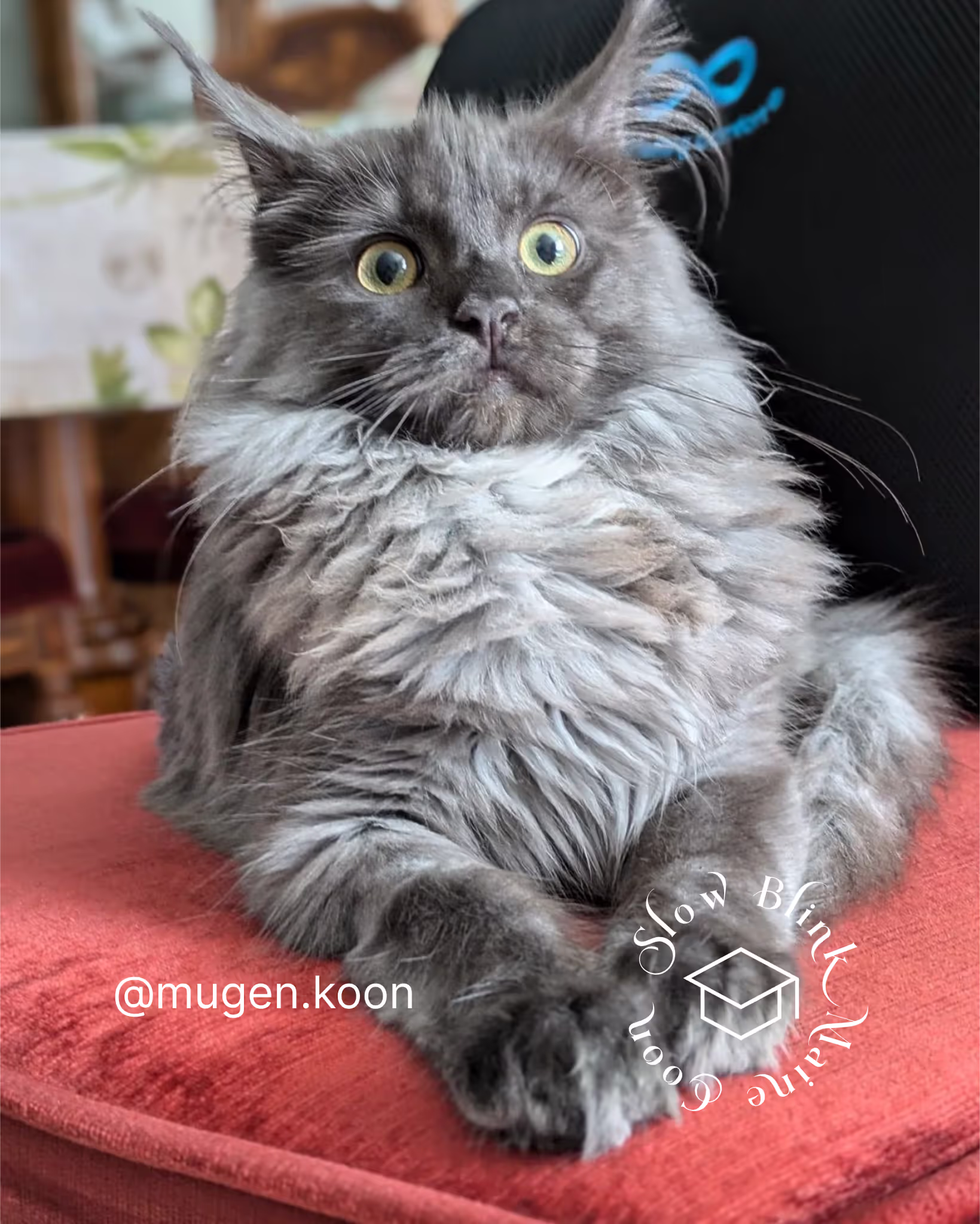 Customer Pictures of their Maine Coon Cats and Kittens who "Graduated" from SlowBlink MaineCoons > mugen.koon | blue smoke maine coon | male | ems code mco as | idx88