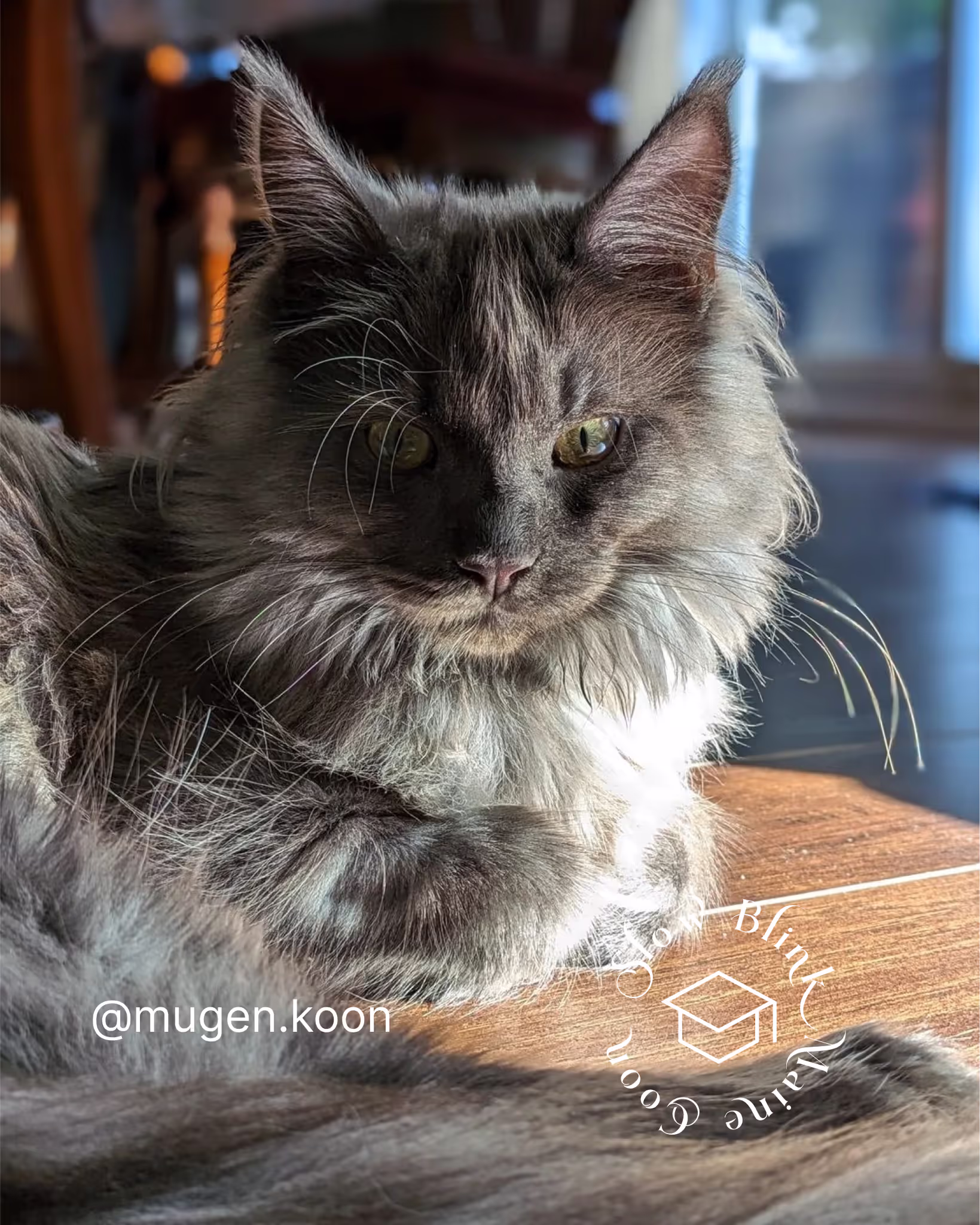 Customer Pictures of their Maine Coon Cats and Kittens who "Graduated" from SlowBlink MaineCoons > mugen.koon | blue smoke maine coon | male | ems code mco as | idx90