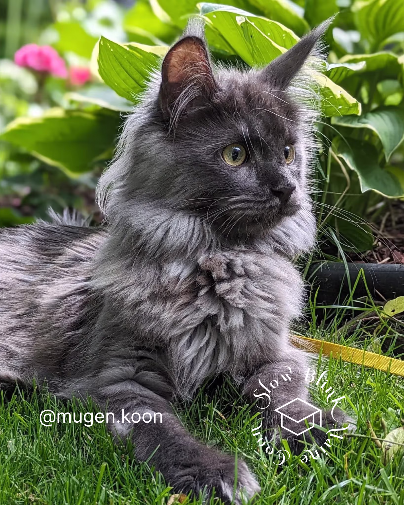 Customer Pictures of their Maine Coon Cats and Kittens who "Graduated" from SlowBlink MaineCoons > mugen.koon | blue smoke maine coon | male | ems code mco as | idx91
