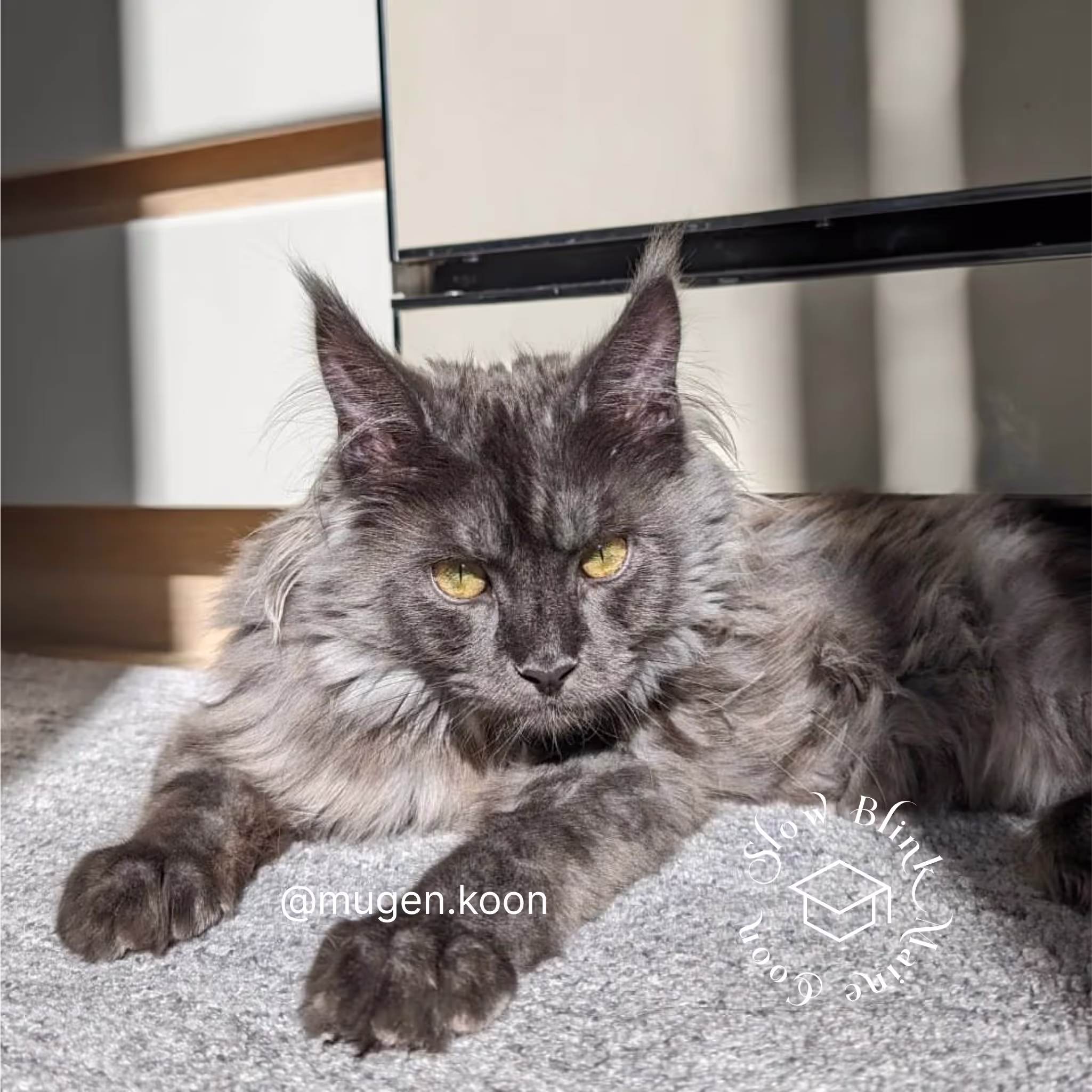 Customer Pictures of their Maine Coon Cats and Kittens who "Graduated" from SlowBlink MaineCoons > mugen.koon | blue smoke maine coon | male | ems code mco as | idx92