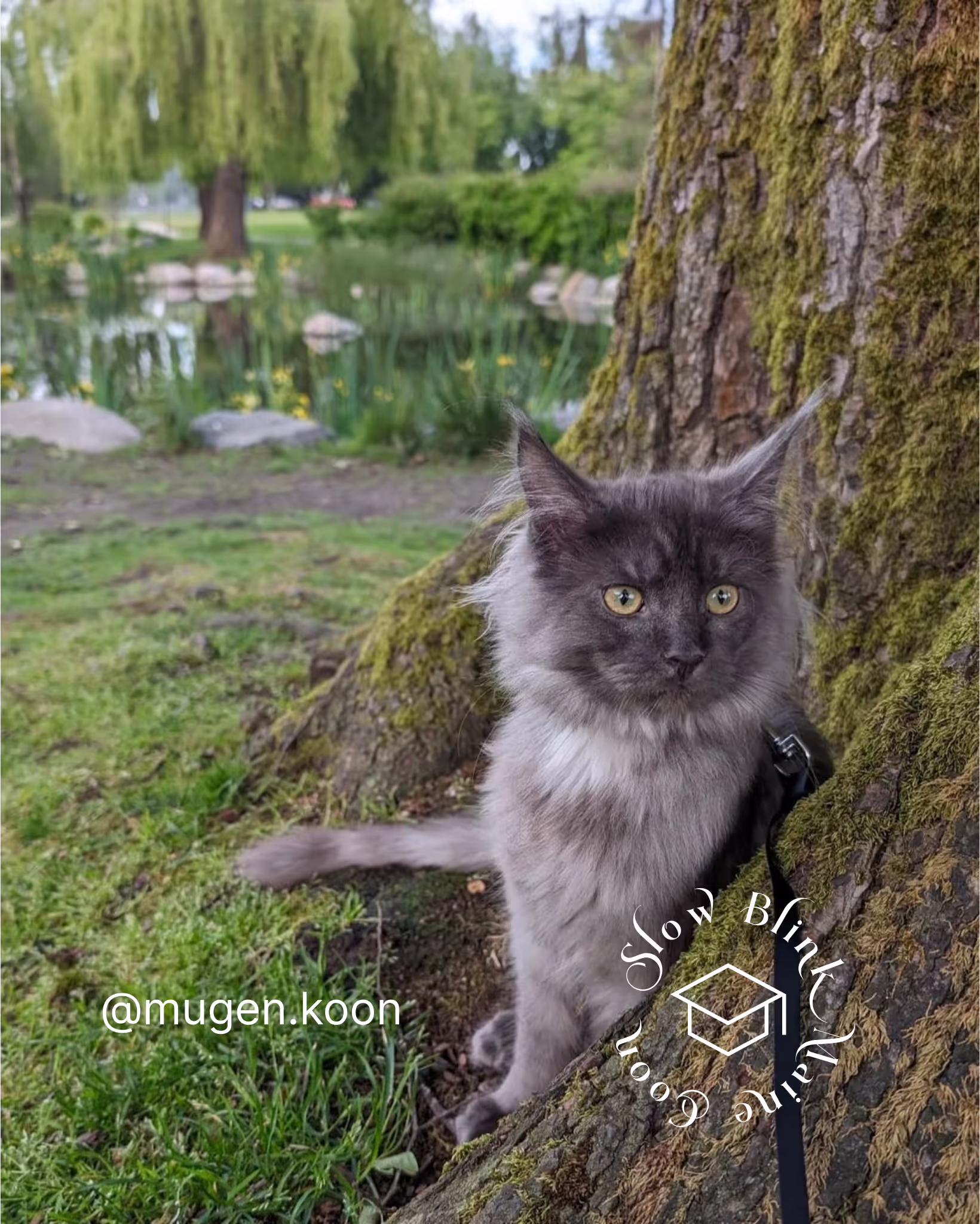Customer Pictures of their Maine Coon Cats and Kittens who "Graduated" from SlowBlink MaineCoons > mugen.koon | blue smoke maine coon | male | ems code mco as | idx93
