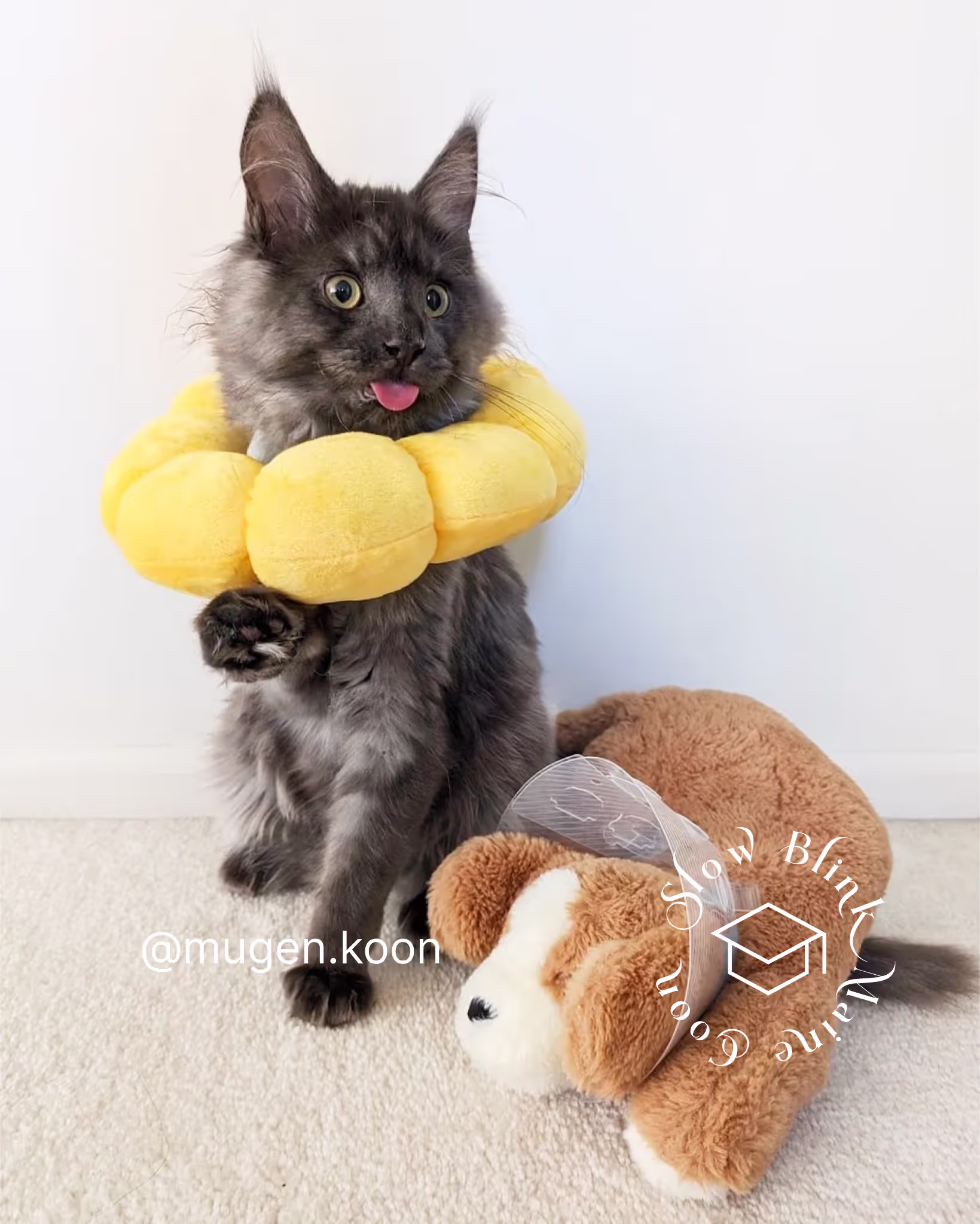Customer Pictures of their Maine Coon Cats and Kittens who "Graduated" from SlowBlink MaineCoons > mugen.koon | blue smoke maine coon | male | ems code mco as | idx94