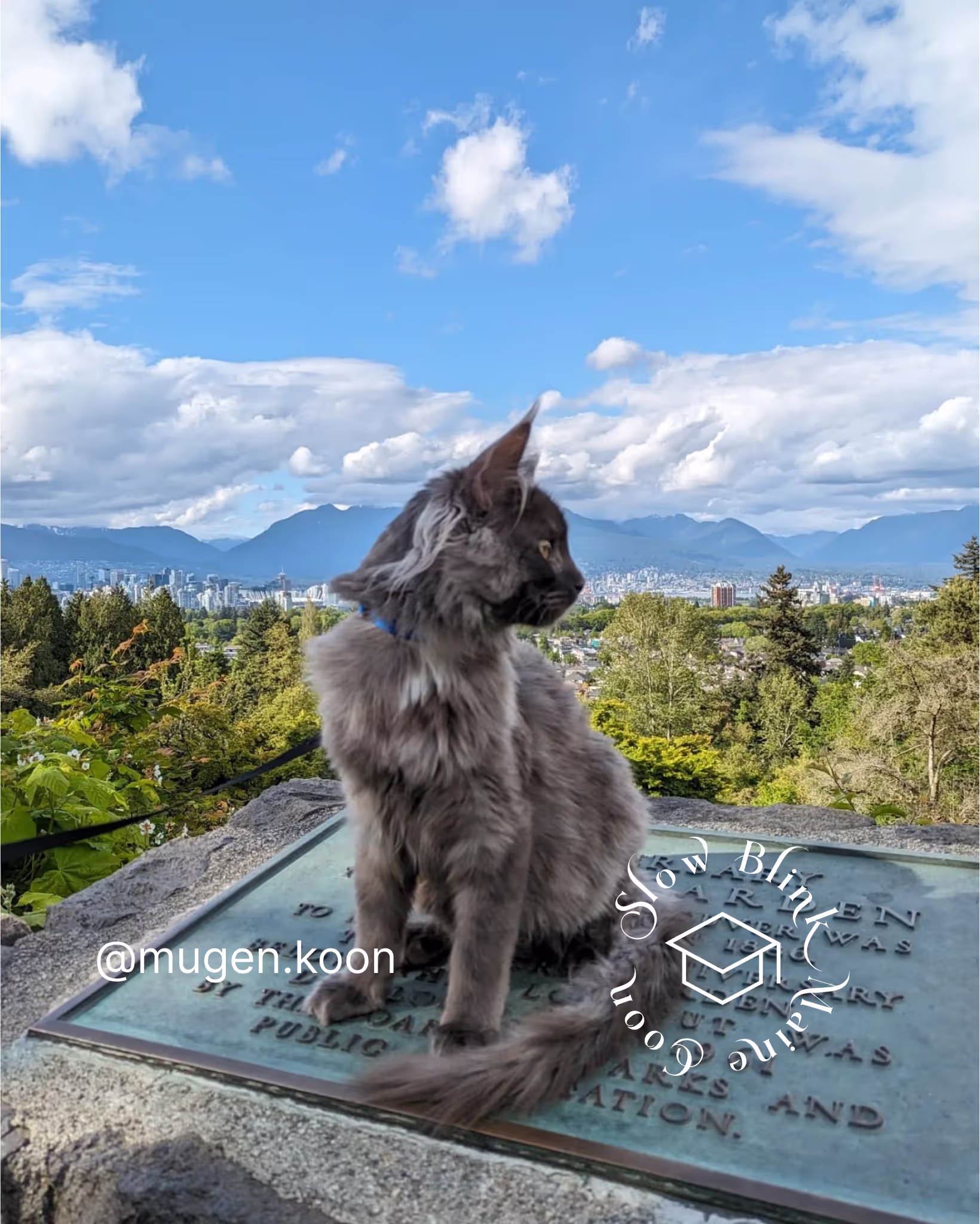 Customer Pictures of their Maine Coon Cats and Kittens who "Graduated" from SlowBlink MaineCoons > mugen.koon | blue smoke maine coon | male | ems code mco as | idx95