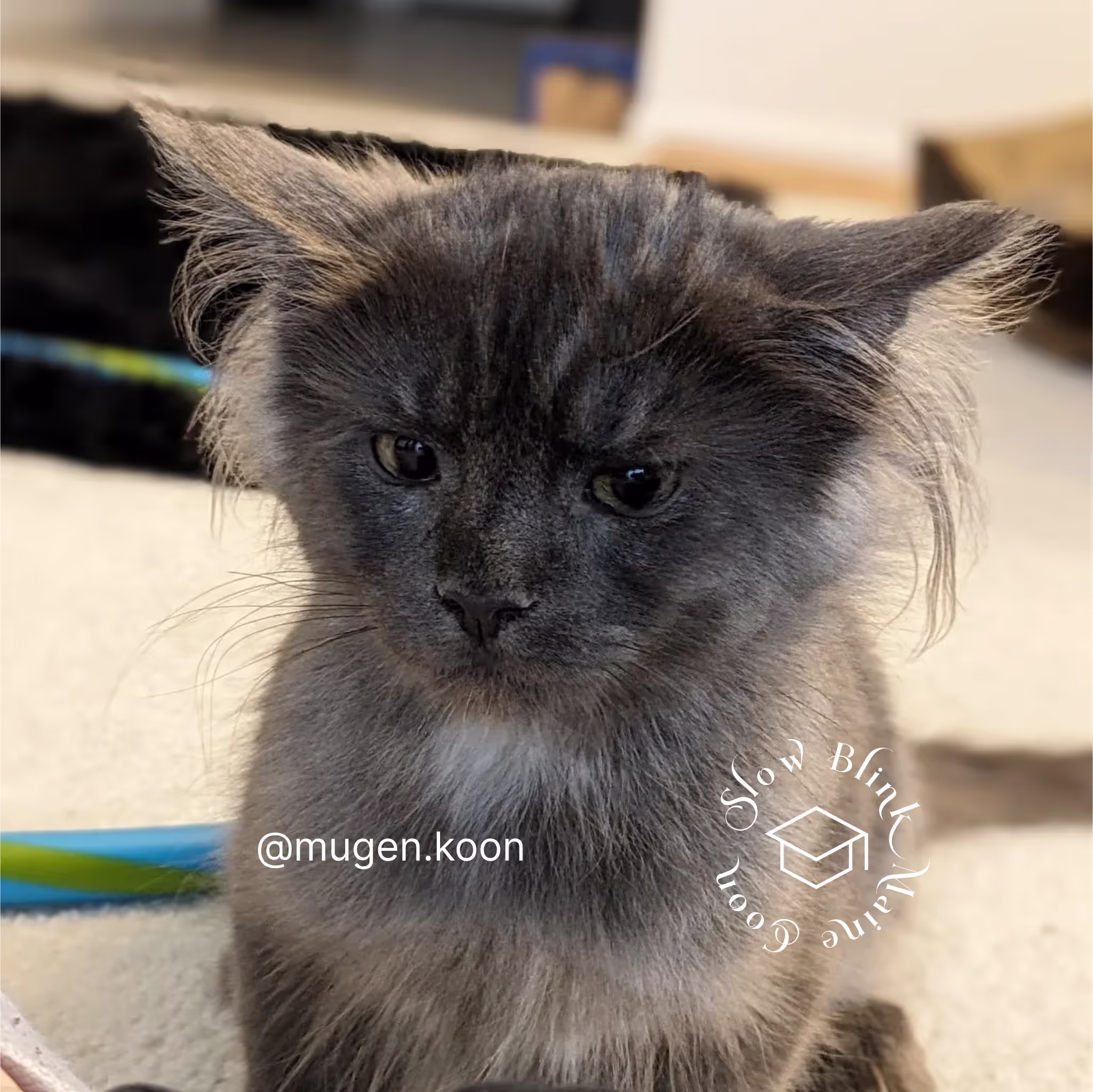 Customer Pictures of their Maine Coon Cats and Kittens who "Graduated" from SlowBlink MaineCoons > mugen.koon | blue smoke maine coon | male | ems code mco as | idx97