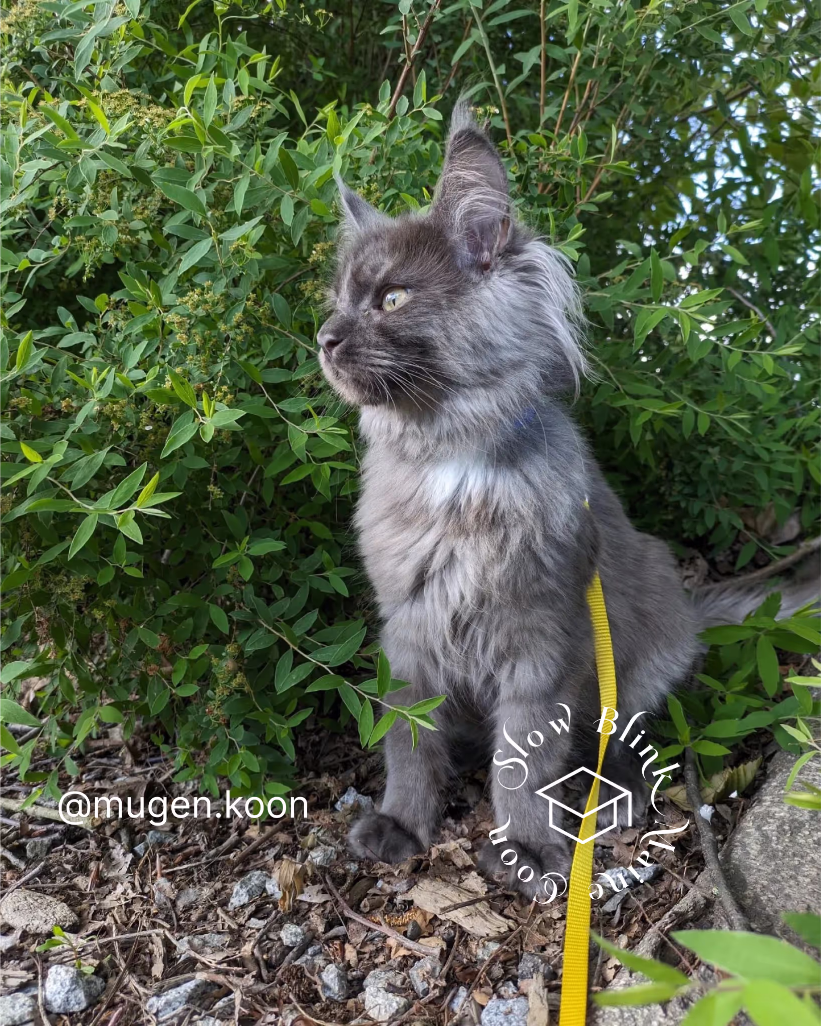 Customer Pictures of their Maine Coon Cats and Kittens who "Graduated" from SlowBlink MaineCoons > mugen.koon | blue smoke maine coon | male | ems code mco as | idx98