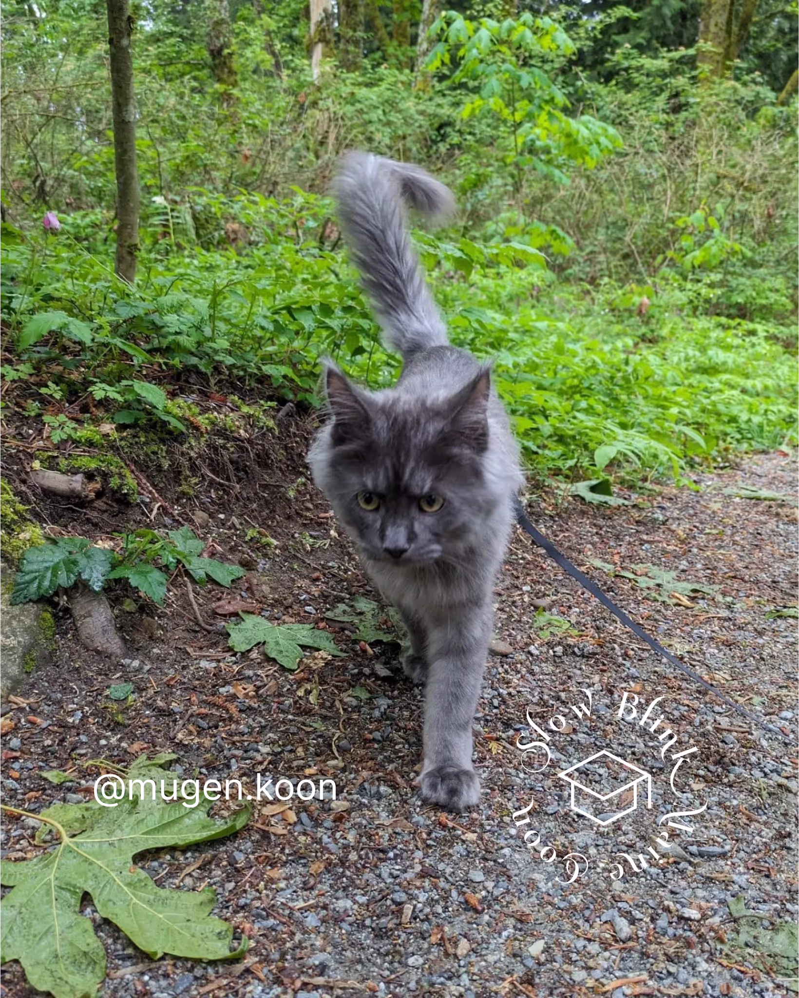 Customer Pictures of their Maine Coon Cats and Kittens who "Graduated" from SlowBlink MaineCoons > mugen.koon | blue smoke maine coon | male | ems code mco as | idx99