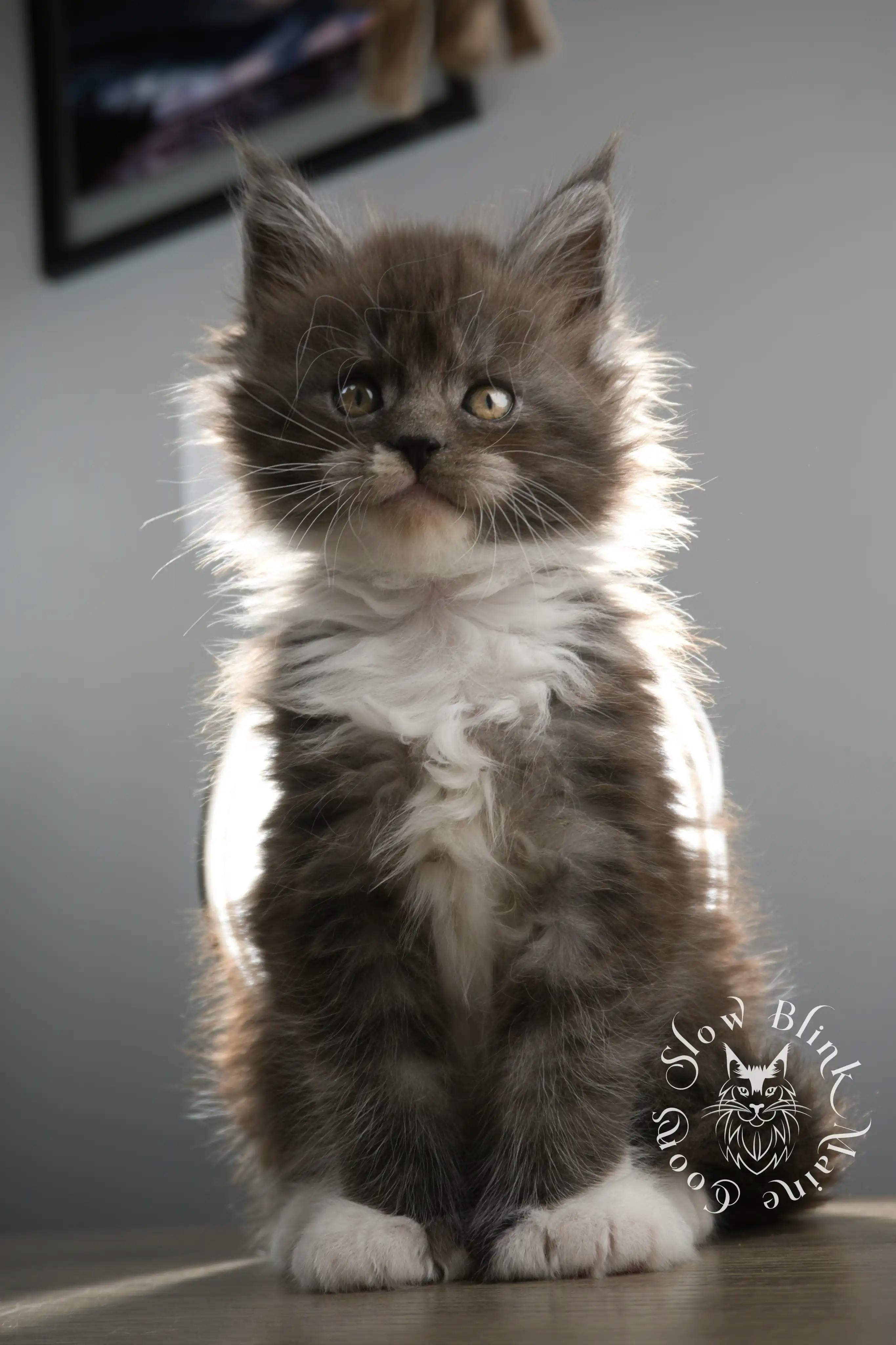 Bicolor Maine Coon Kittens > bicolor maine coon kitten | slowblinkmainecoons | ems code ns as 03 09 | 02 | 109