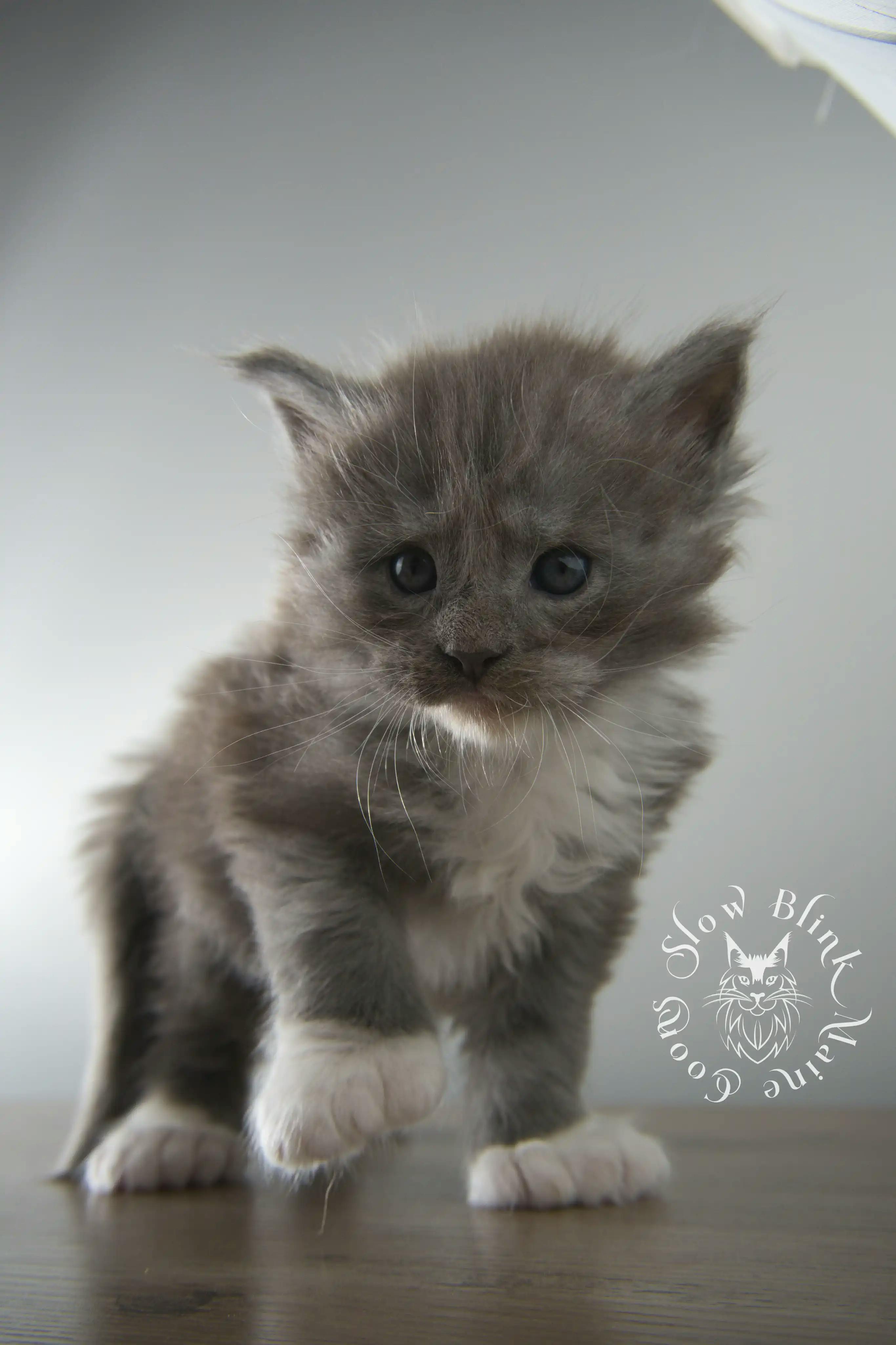 Bicolor Maine Coon Kittens > bicolor maine coon kitten | slowblinkmainecoons | ems code ns as 03 09 | 02 | 114
