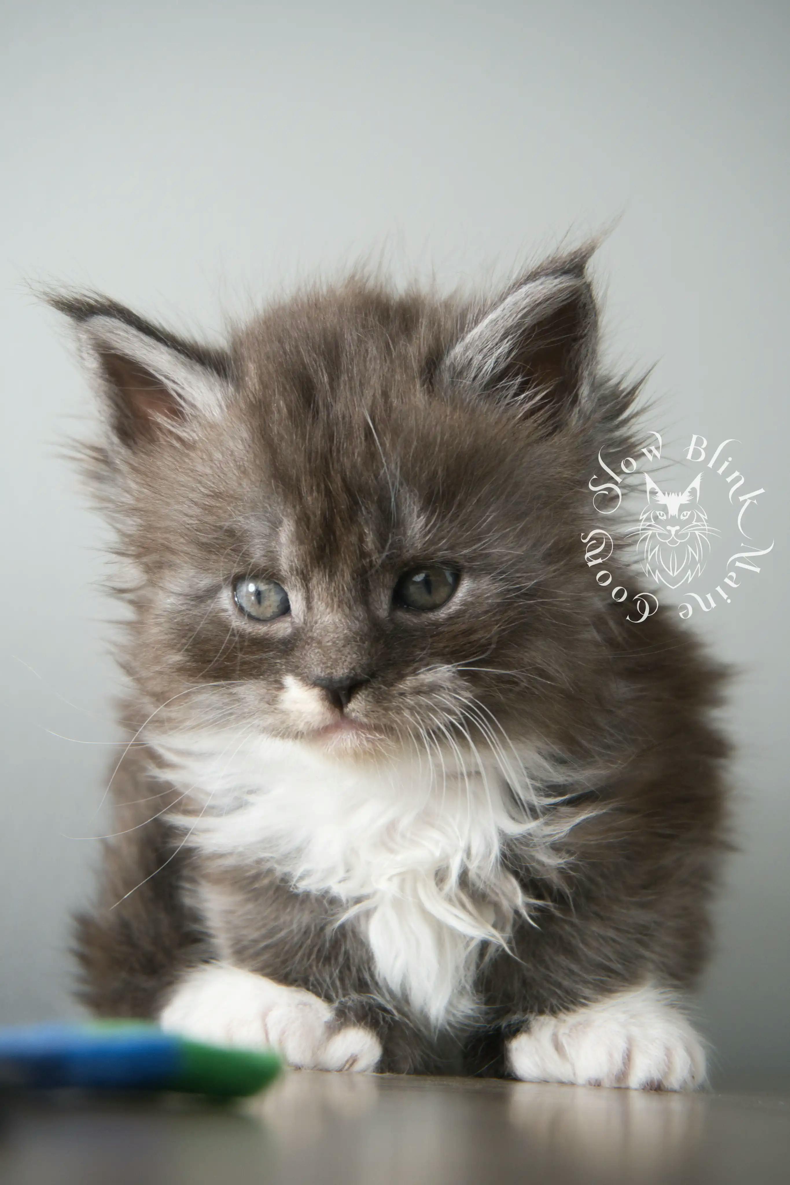 Bicolor Maine Coon Kittens > bicolor maine coon kitten | slowblinkmainecoons | ems code ns as 03 09 | 02 | 120