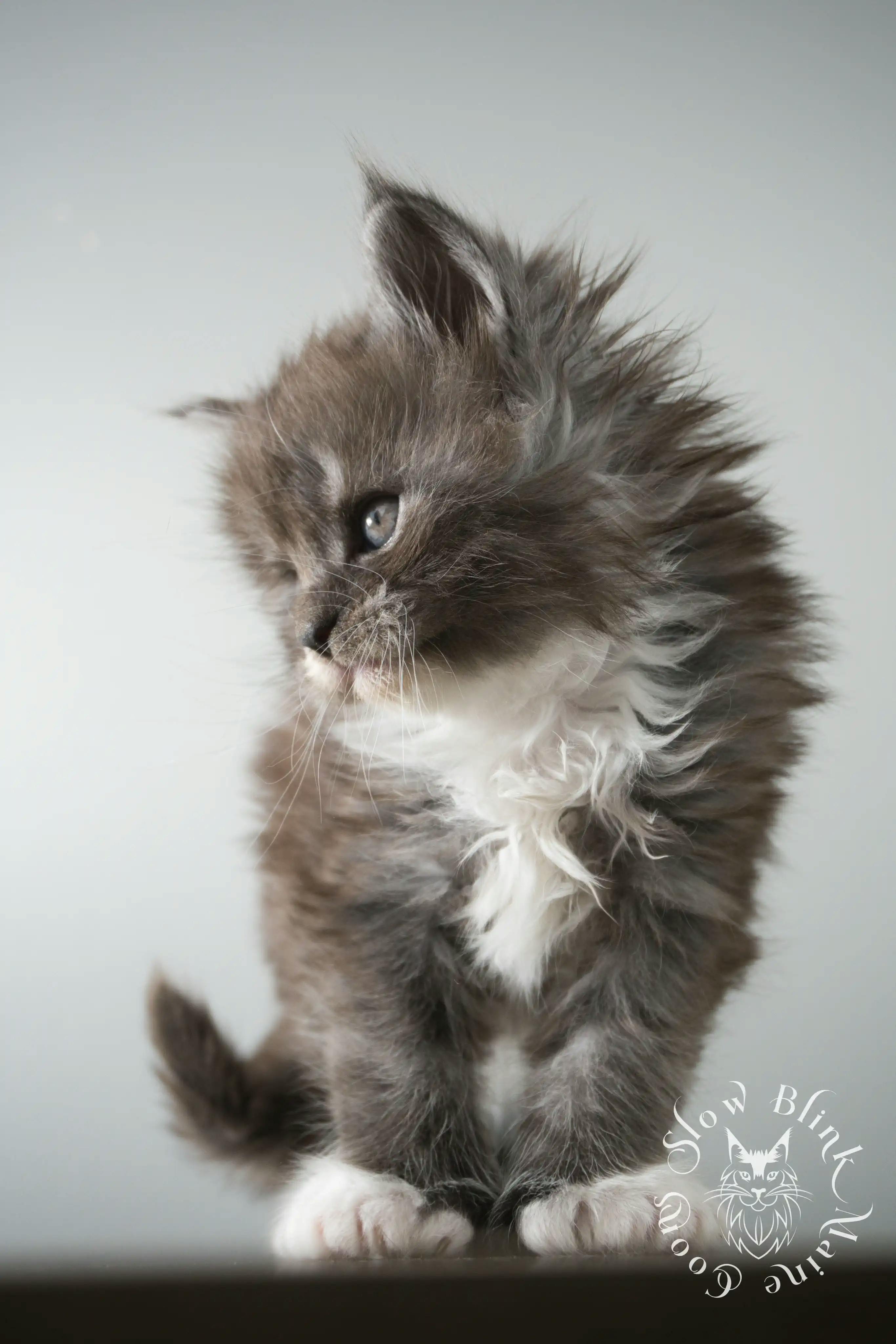 Bicolor Maine Coon Kittens > bicolor maine coon kitten | slowblinkmainecoons | ems code ns as 03 09 | 02 | 123