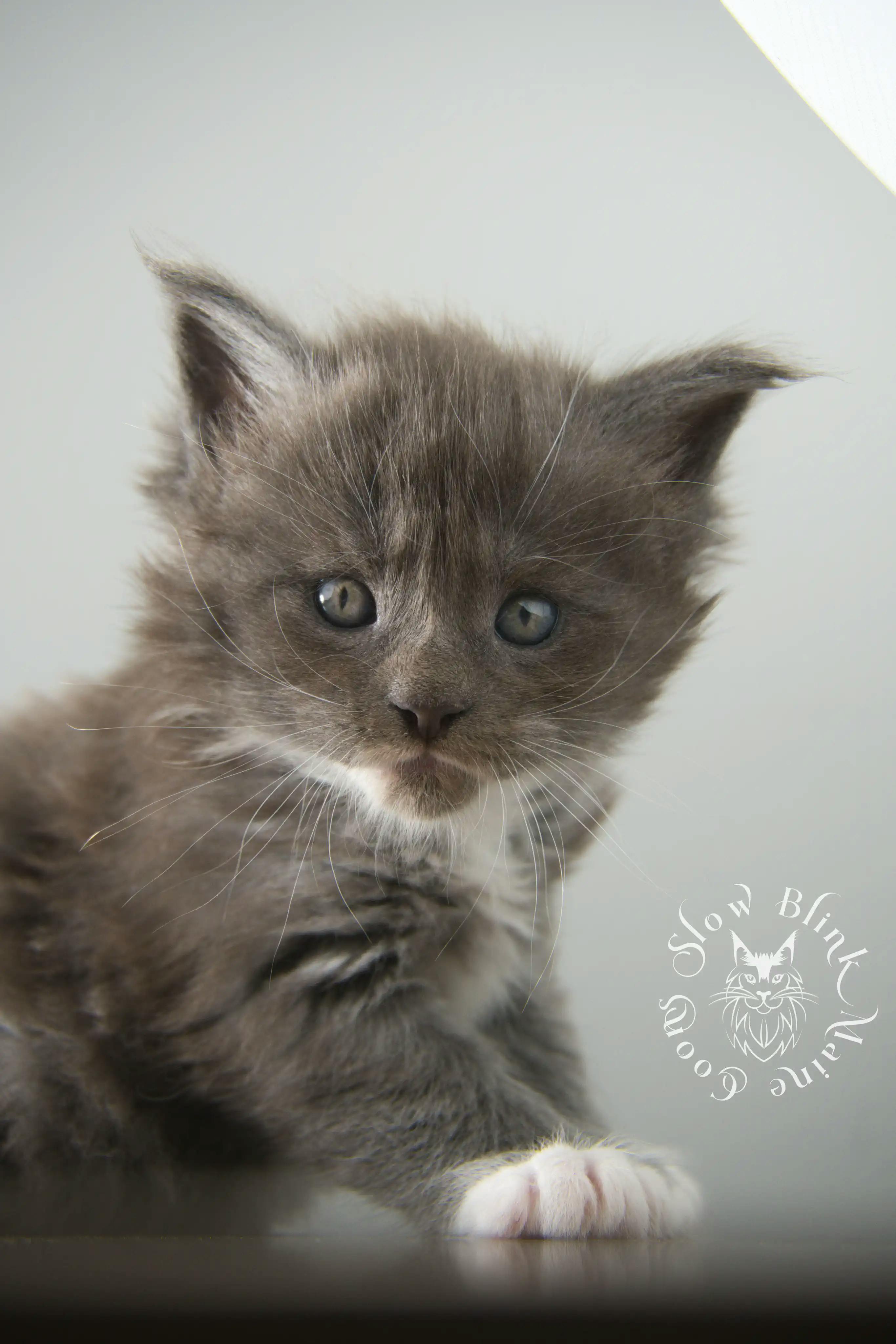 Bicolor Maine Coon Kittens > bicolor maine coon kitten | slowblinkmainecoons | ems code ns as 03 09 | 02 | 126