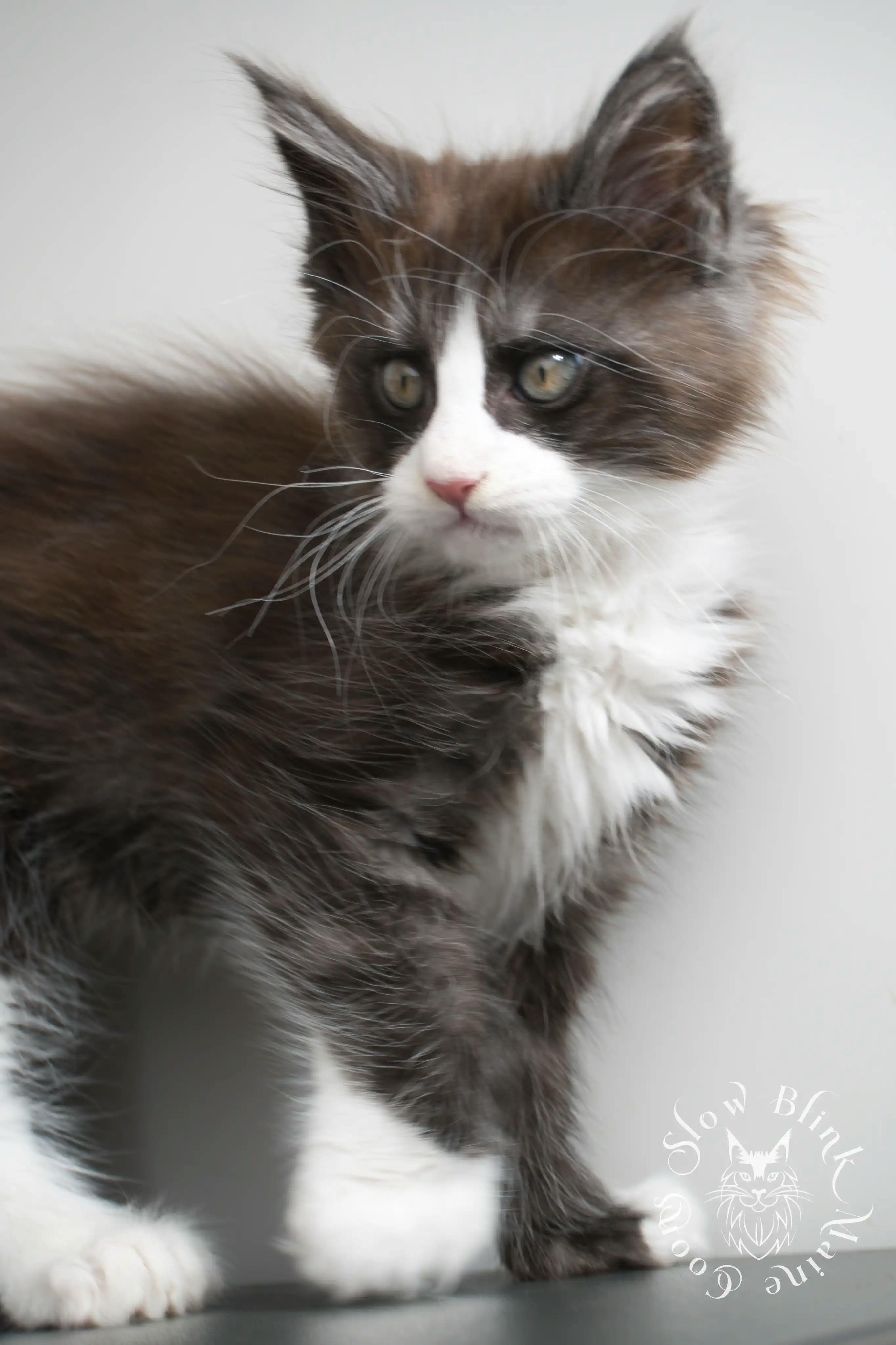 Bicolor Maine Coon Kittens > bicolor maine coon kitten | slowblinkmainecoons | ems code ns as 03 09 | 02 | 128