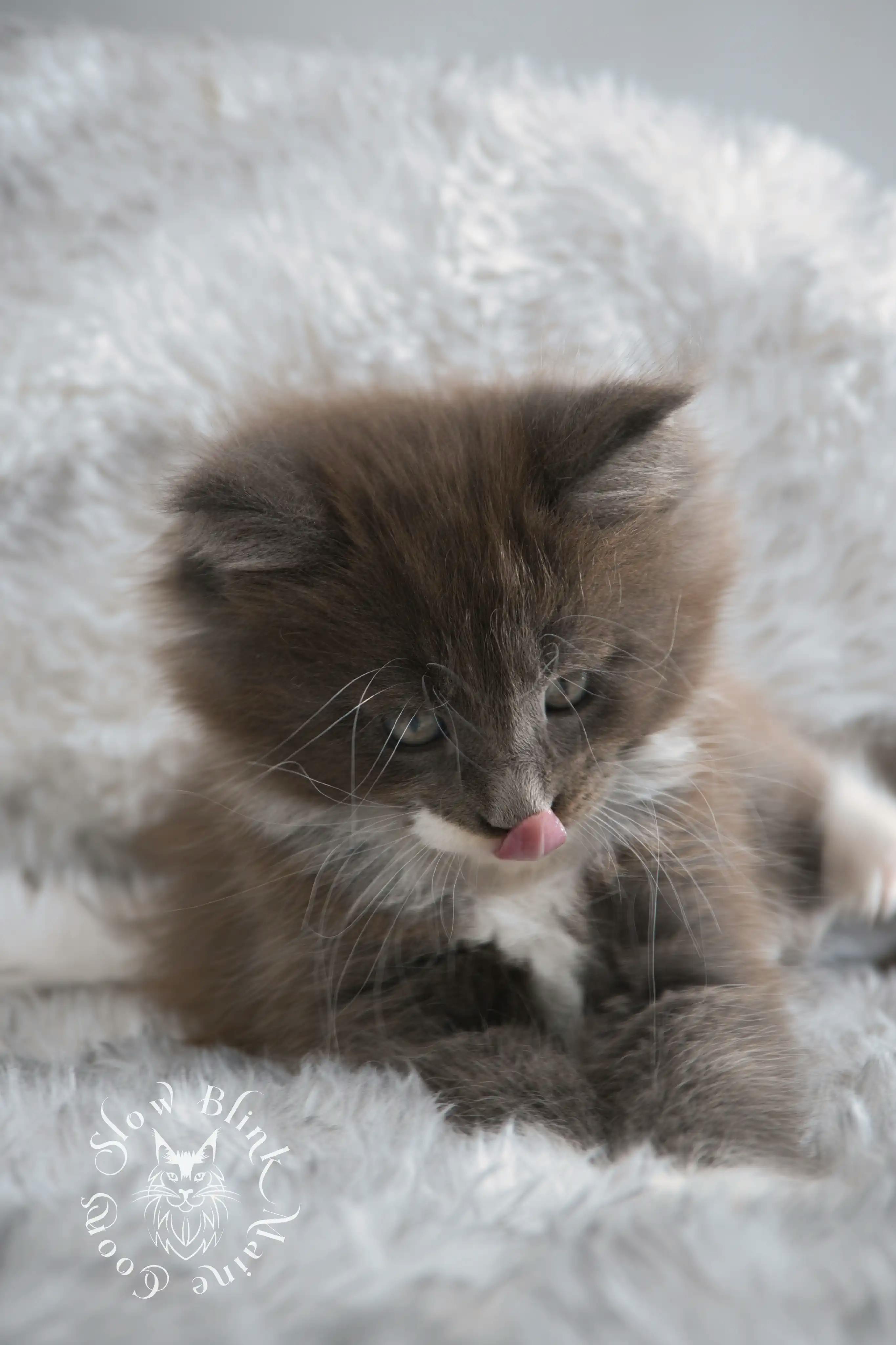 Bicolor Maine Coon Kittens > bicolor maine coon kitten | slowblinkmainecoons | ems code ns as 03 09 | 02 | 129