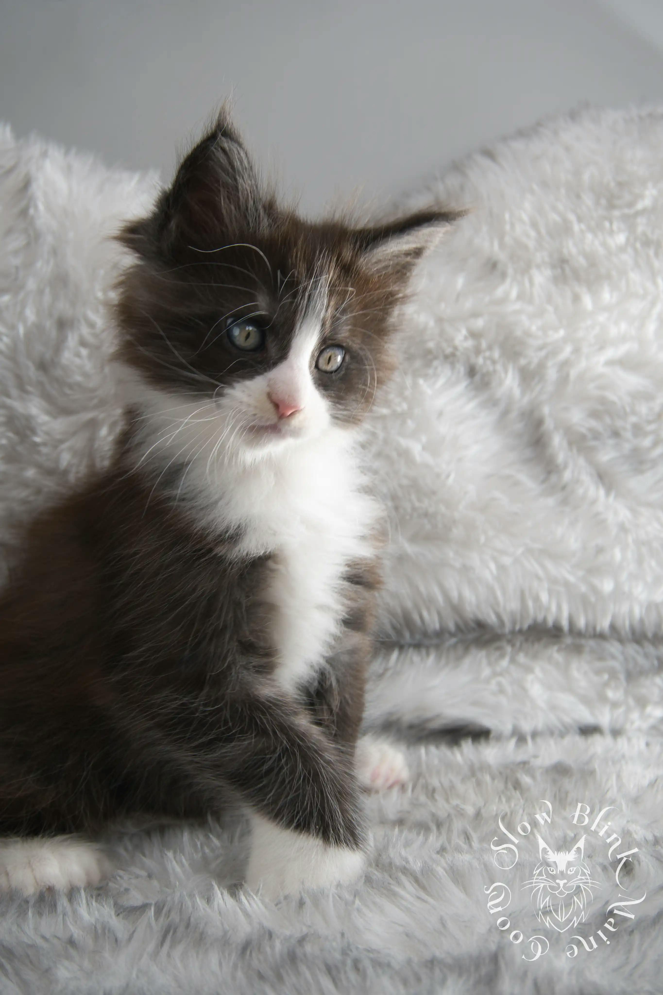 Bicolor Maine Coon Kittens > bicolor maine coon kitten | slowblinkmainecoons | ems code ns as 03 09 | 02 | 130