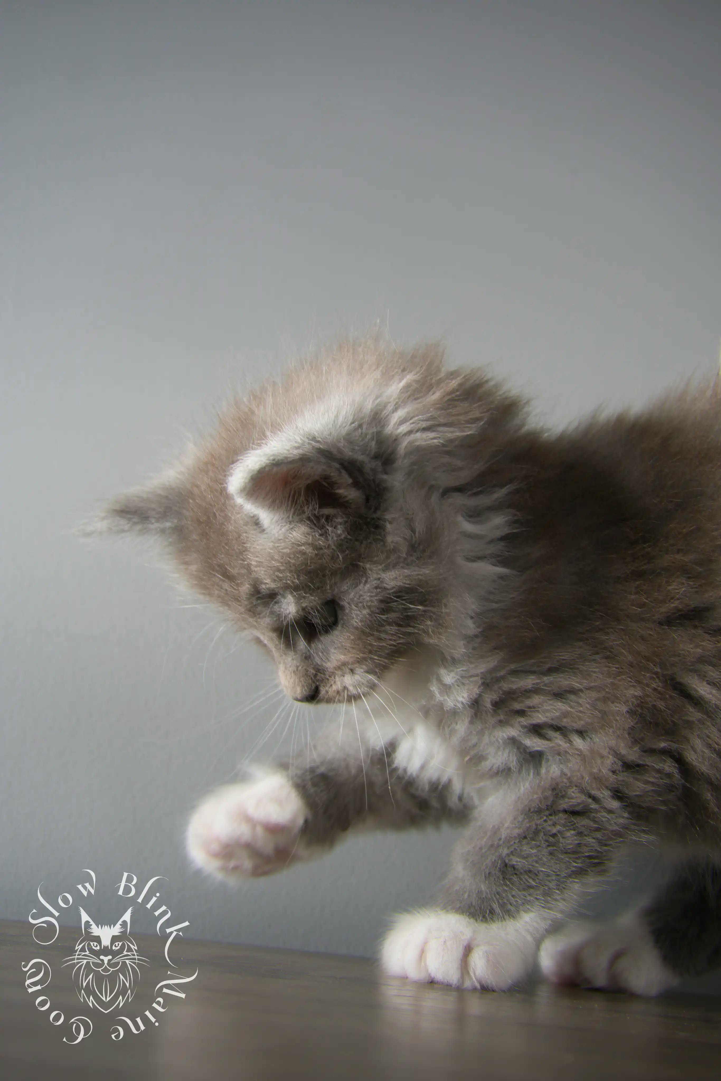 Bicolor Maine Coon Kittens > bicolor maine coon kitten | slowblinkmainecoons | ems code ns as 03 09 | 02 | 139
