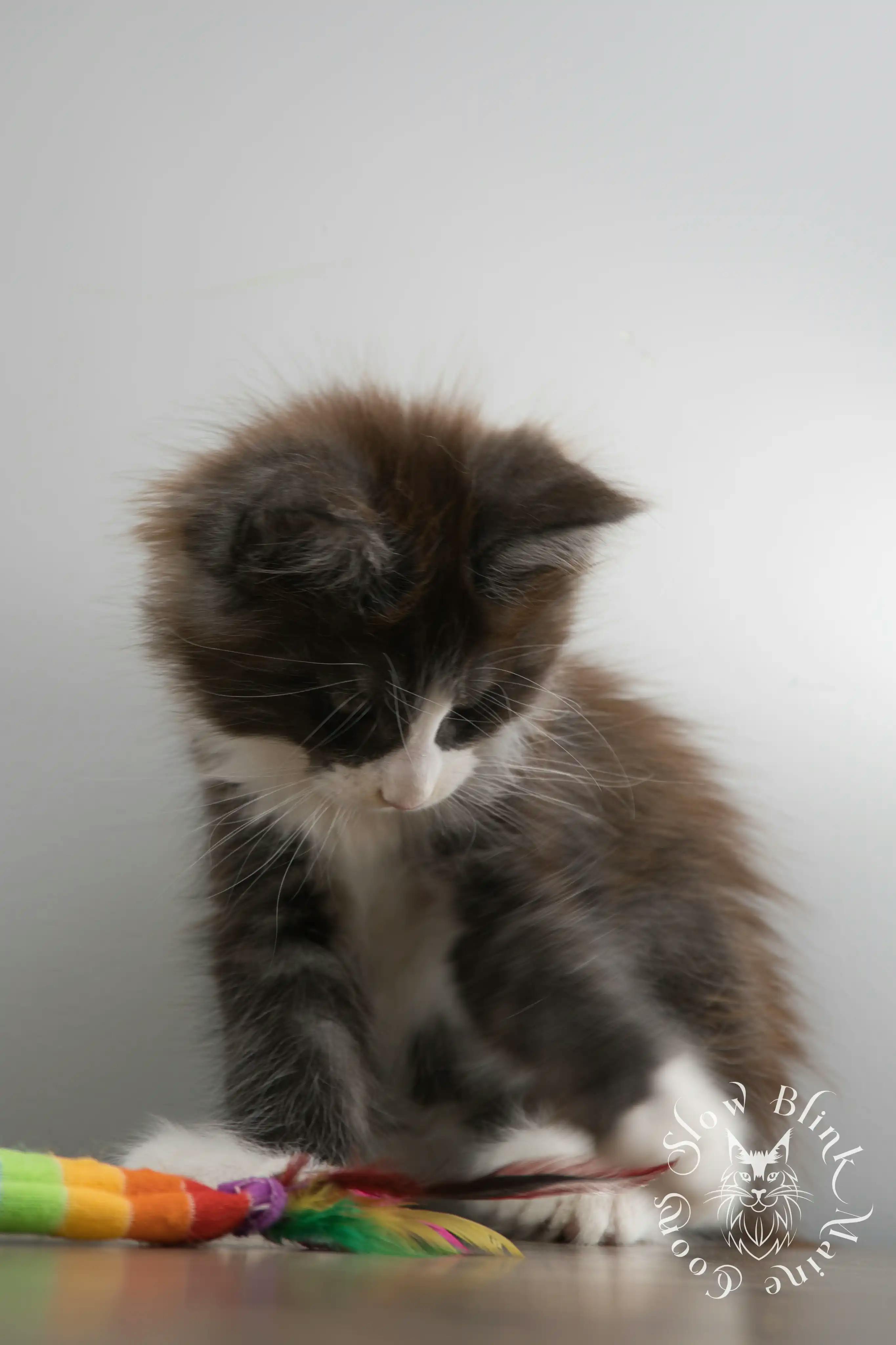 Bicolor Maine Coon Kittens > bicolor maine coon kitten | slowblinkmainecoons | ems code ns as 03 09 | 02 | 142