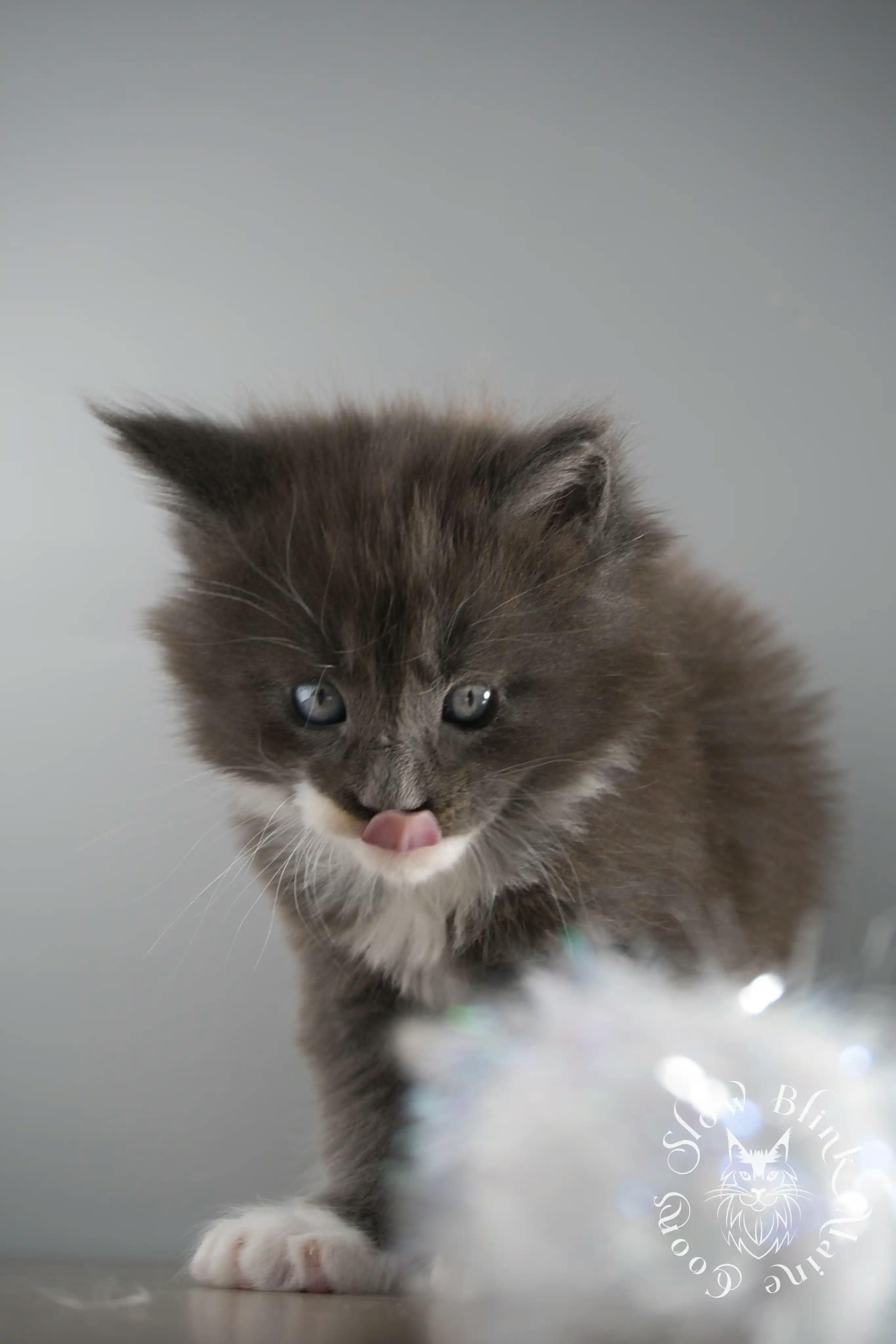 Bicolor Maine Coon Kittens > bicolor maine coon kitten | slowblinkmainecoons | ems code ns as 03 09 | 02 | 155