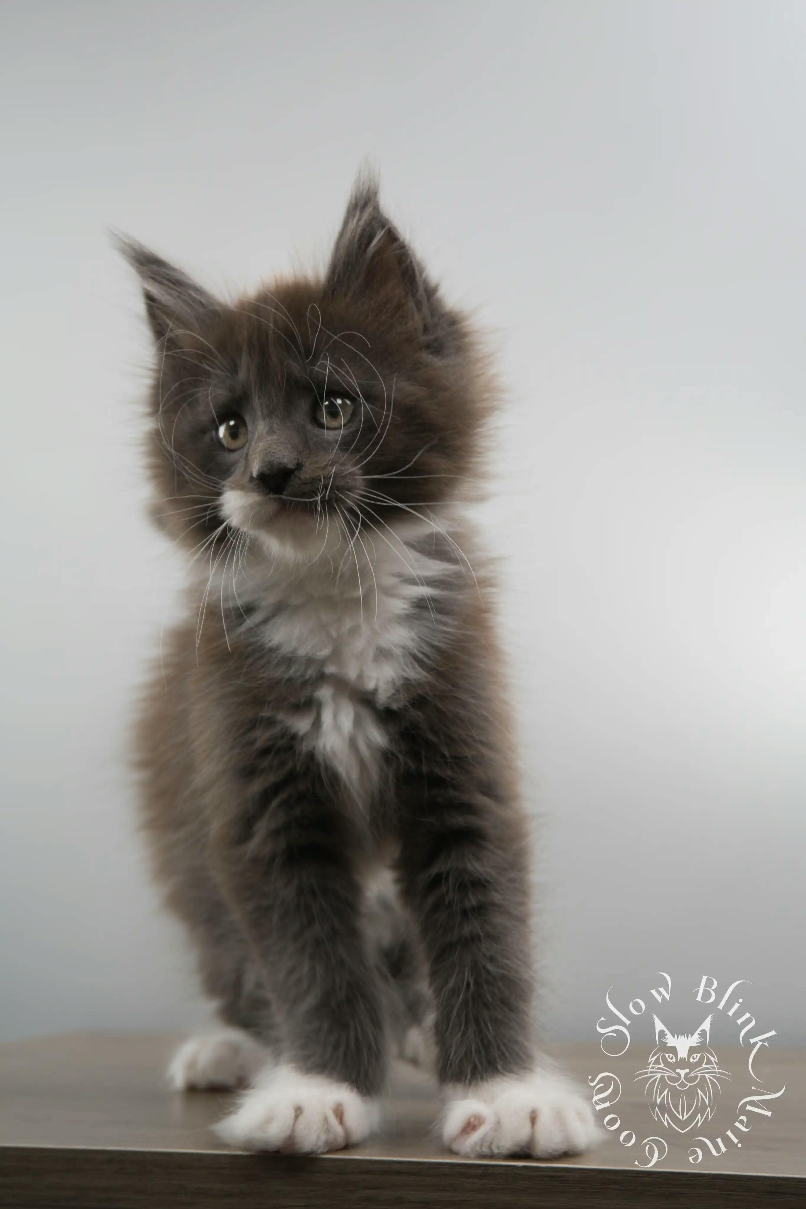 Bicolor Maine Coon Kittens > bicolor maine coon kitten | slowblinkmainecoons | ems code ns as 03 09 | 02 | 157