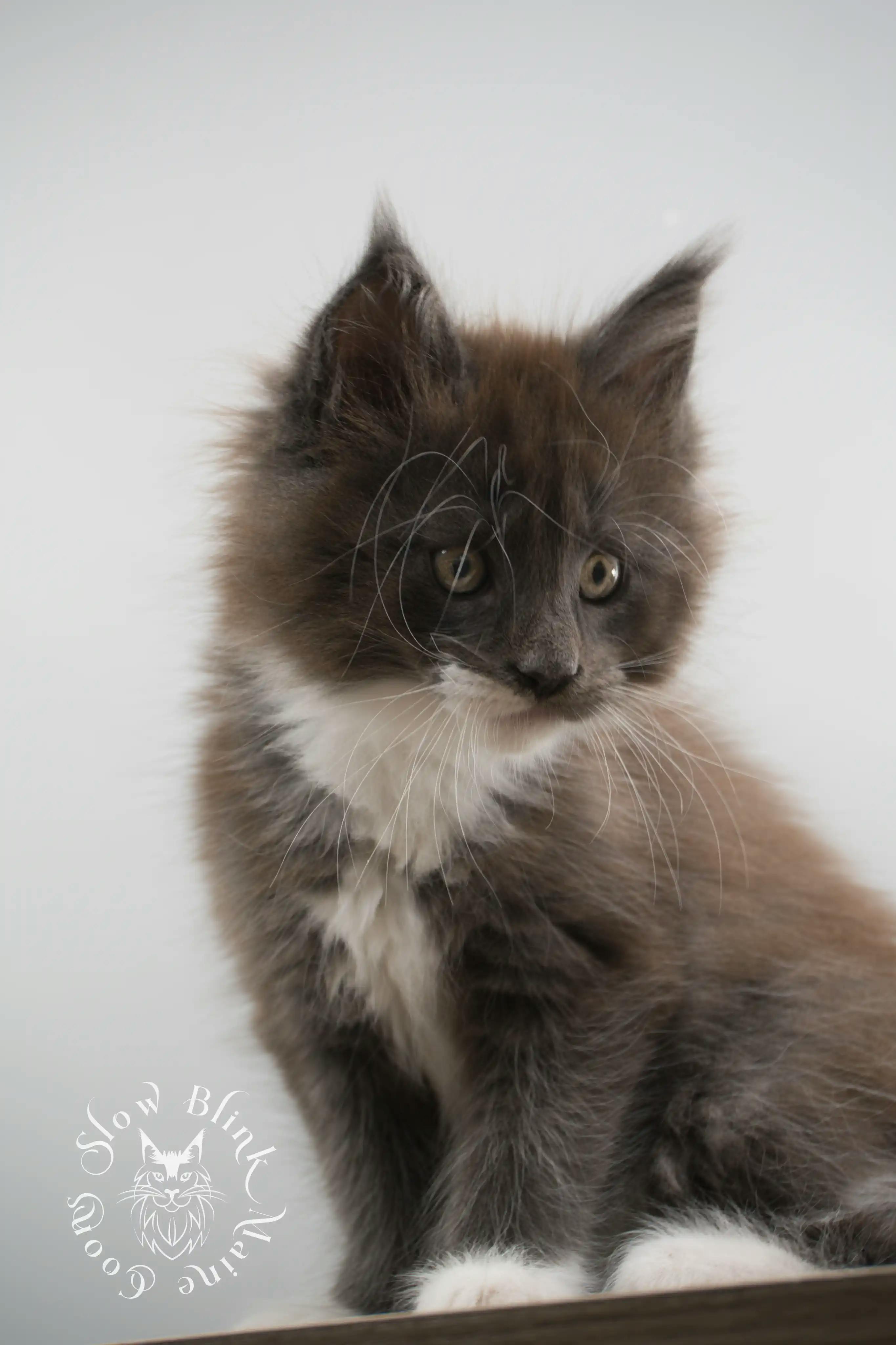Bicolor Maine Coon Kittens > bicolor maine coon kitten | slowblinkmainecoons | ems code ns as 03 09 | 02 | 158
